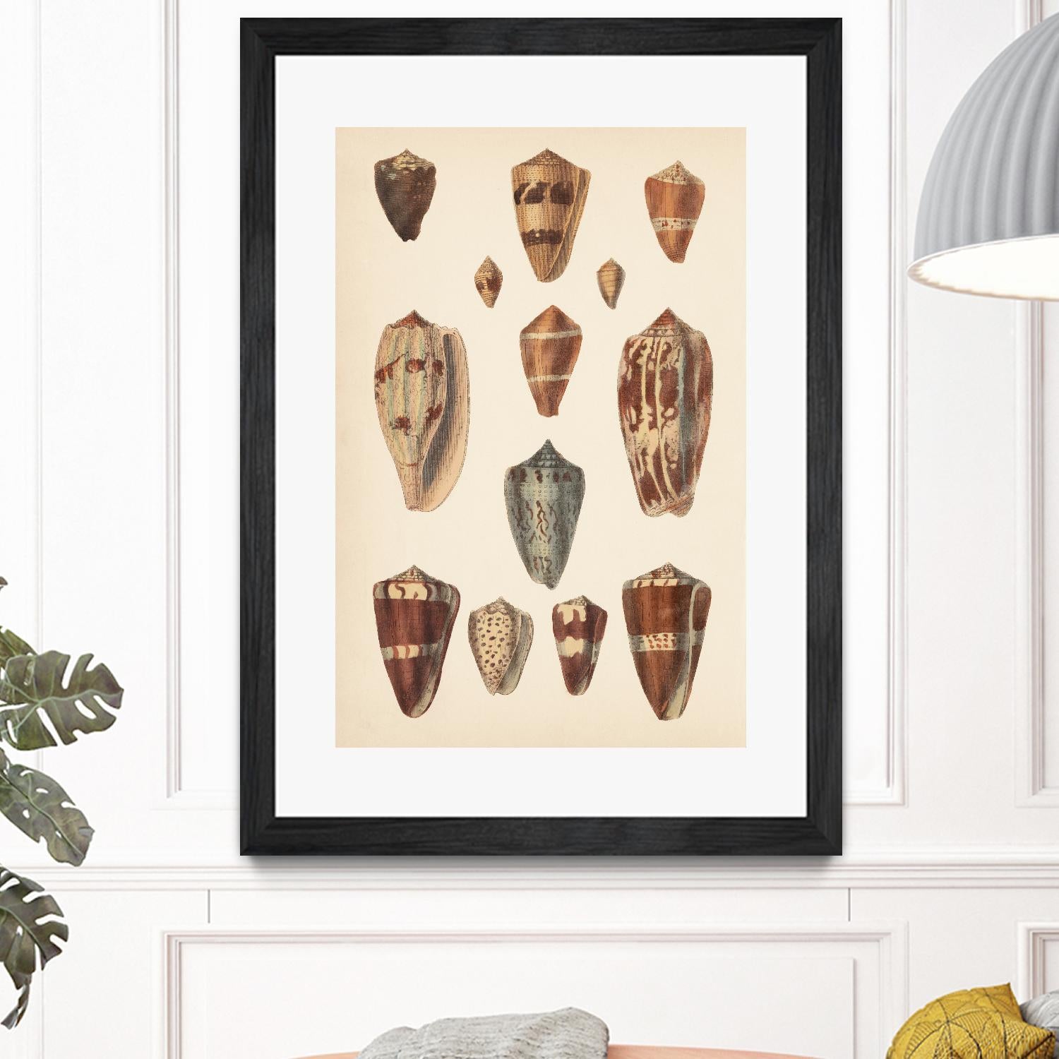 Antique Cone Shells II by Unknown on GIANT ART - beige seashell