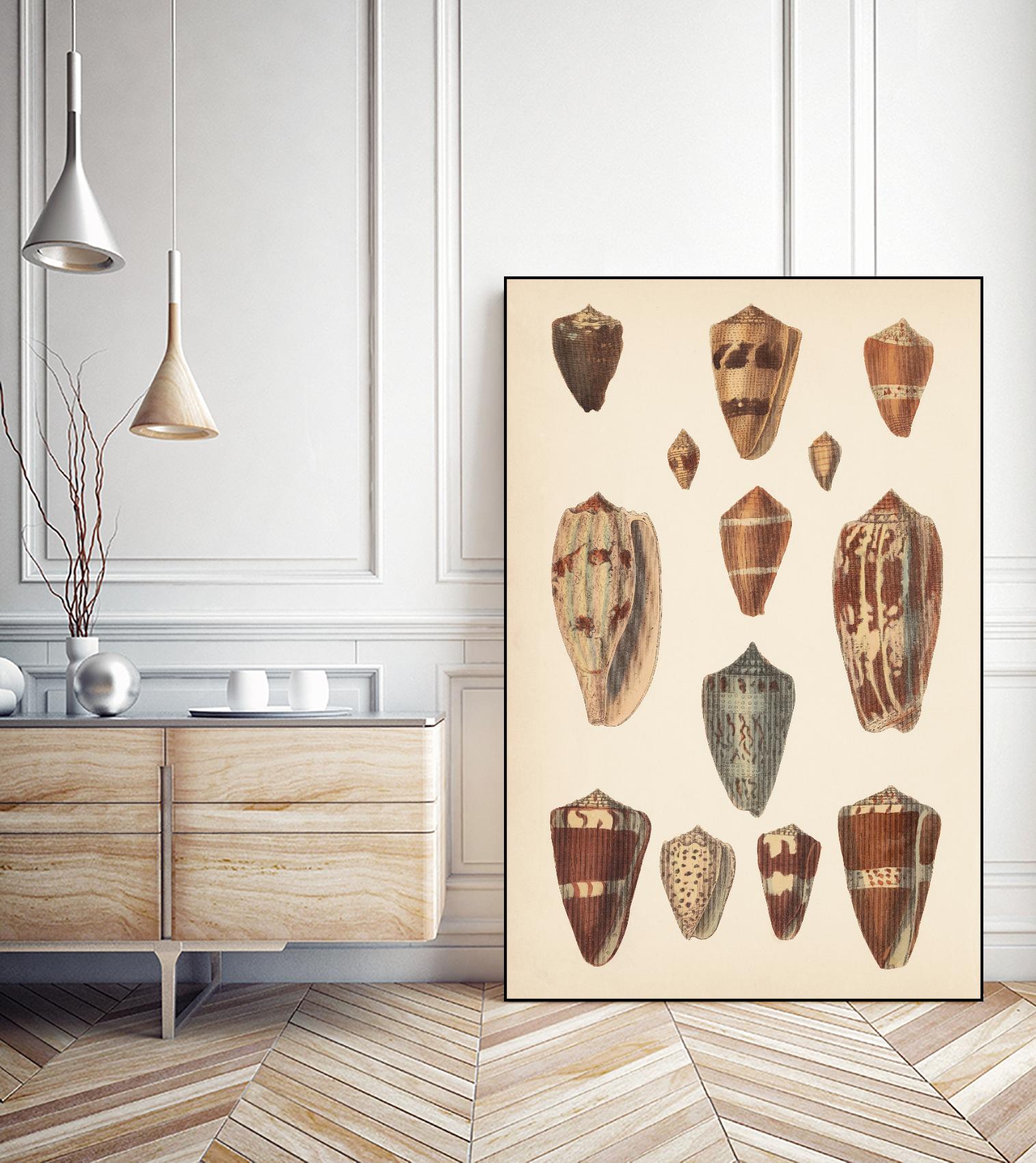Antique Cone Shells II by Unknown on GIANT ART - beige seashell