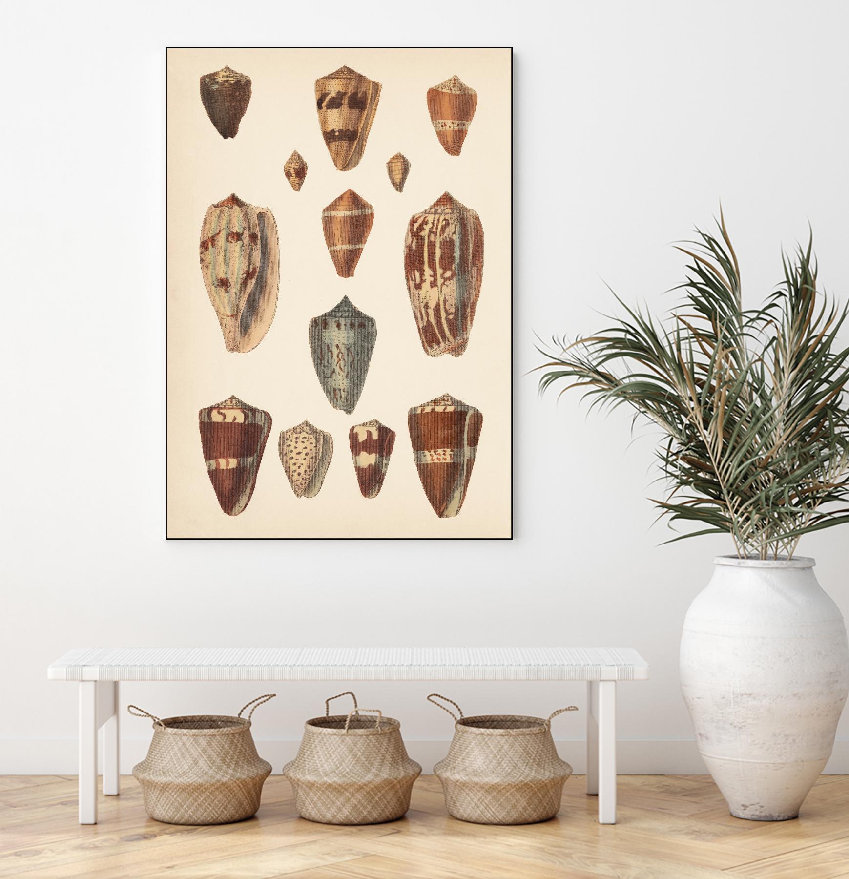 Antique Cone Shells II by Unknown on GIANT ART - beige seashell