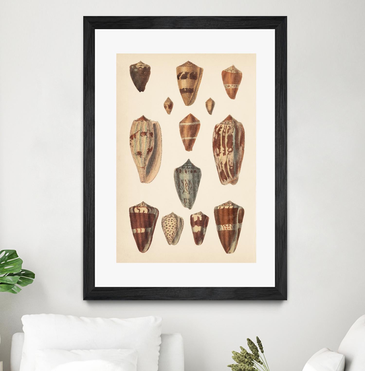 Antique Cone Shells II by Unknown on GIANT ART - beige seashell