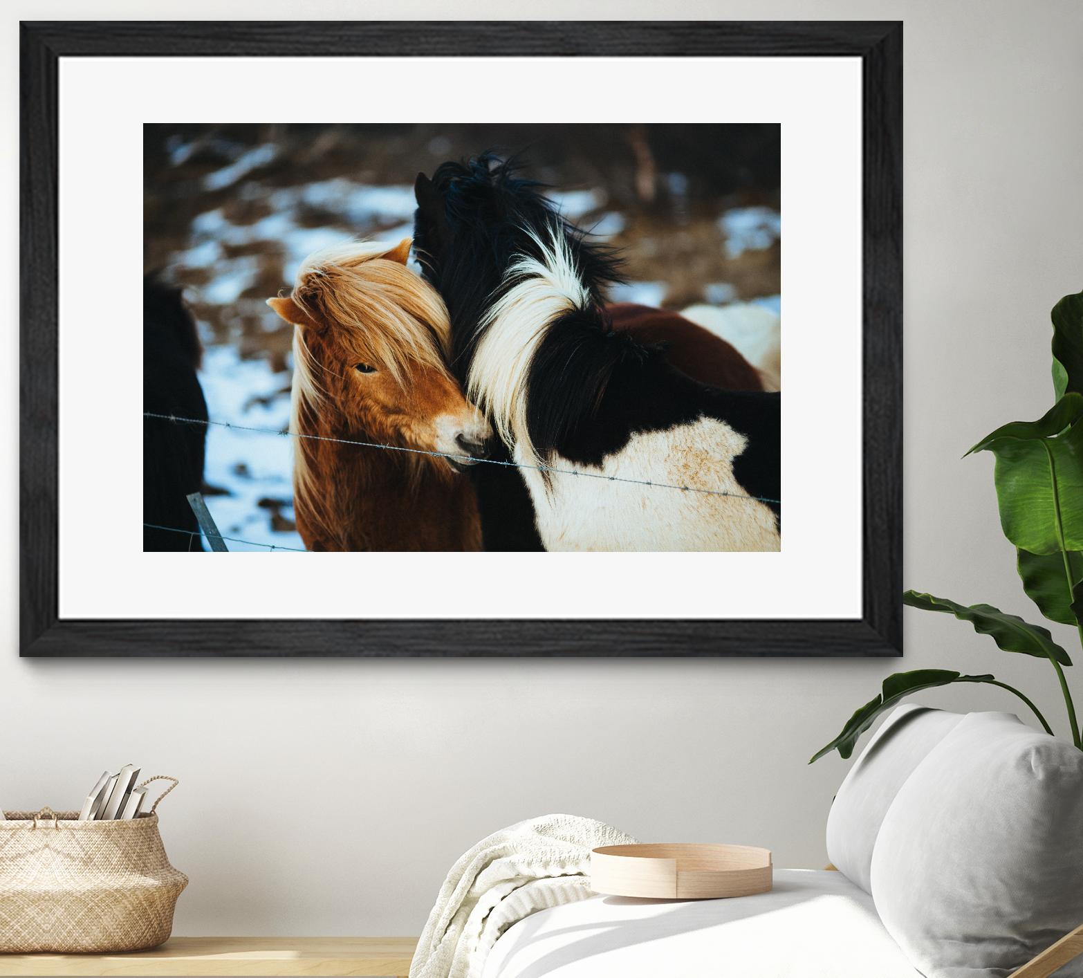 Poneys by Pexels on GIANT ART - black animals