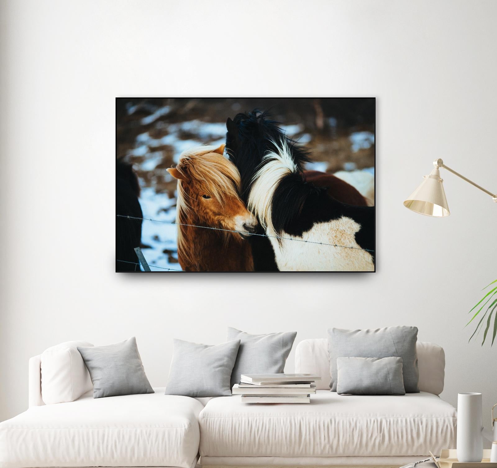 Poneys by Pexels on GIANT ART - black animals