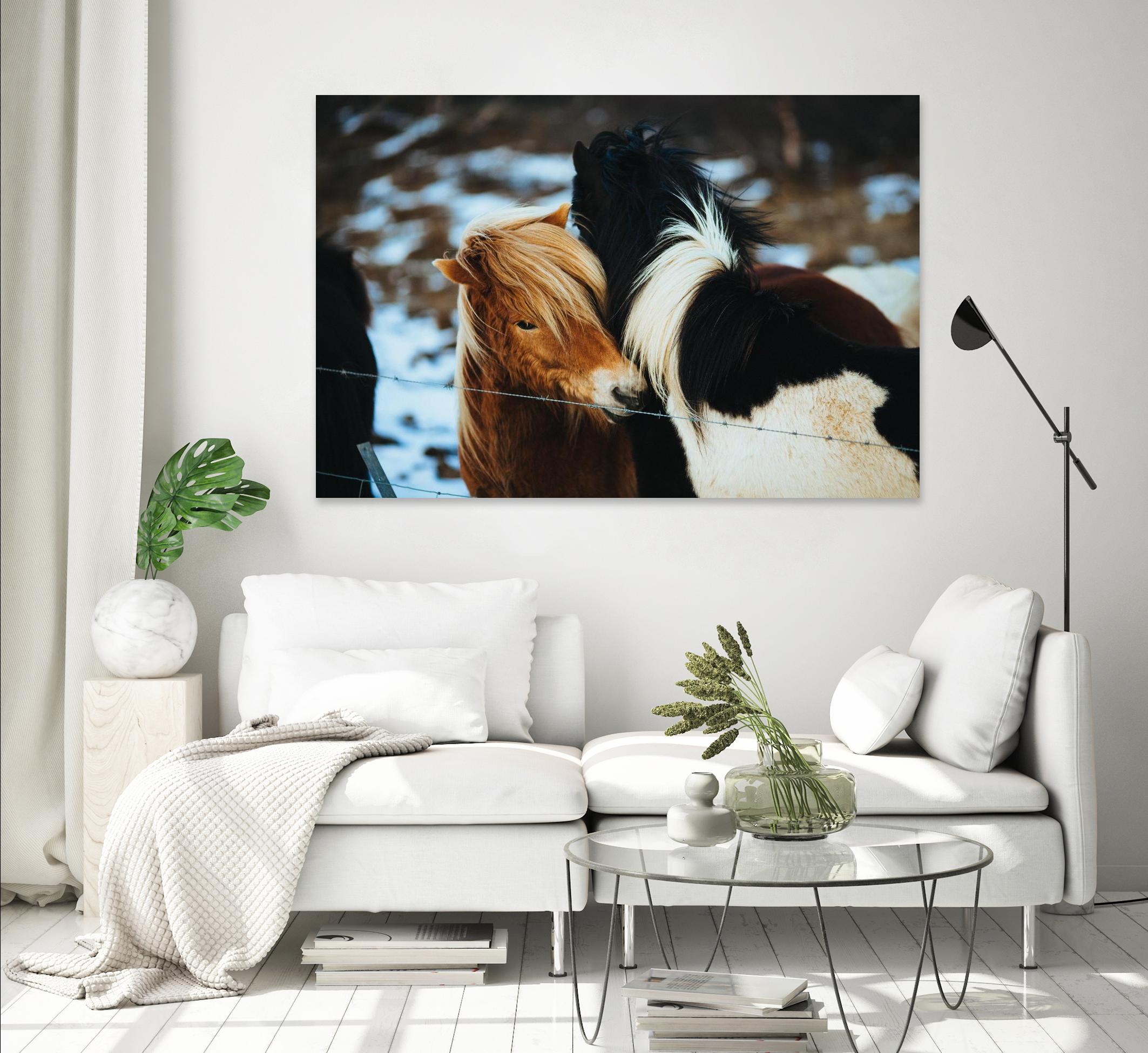 Poneys by Pexels on GIANT ART - black animals