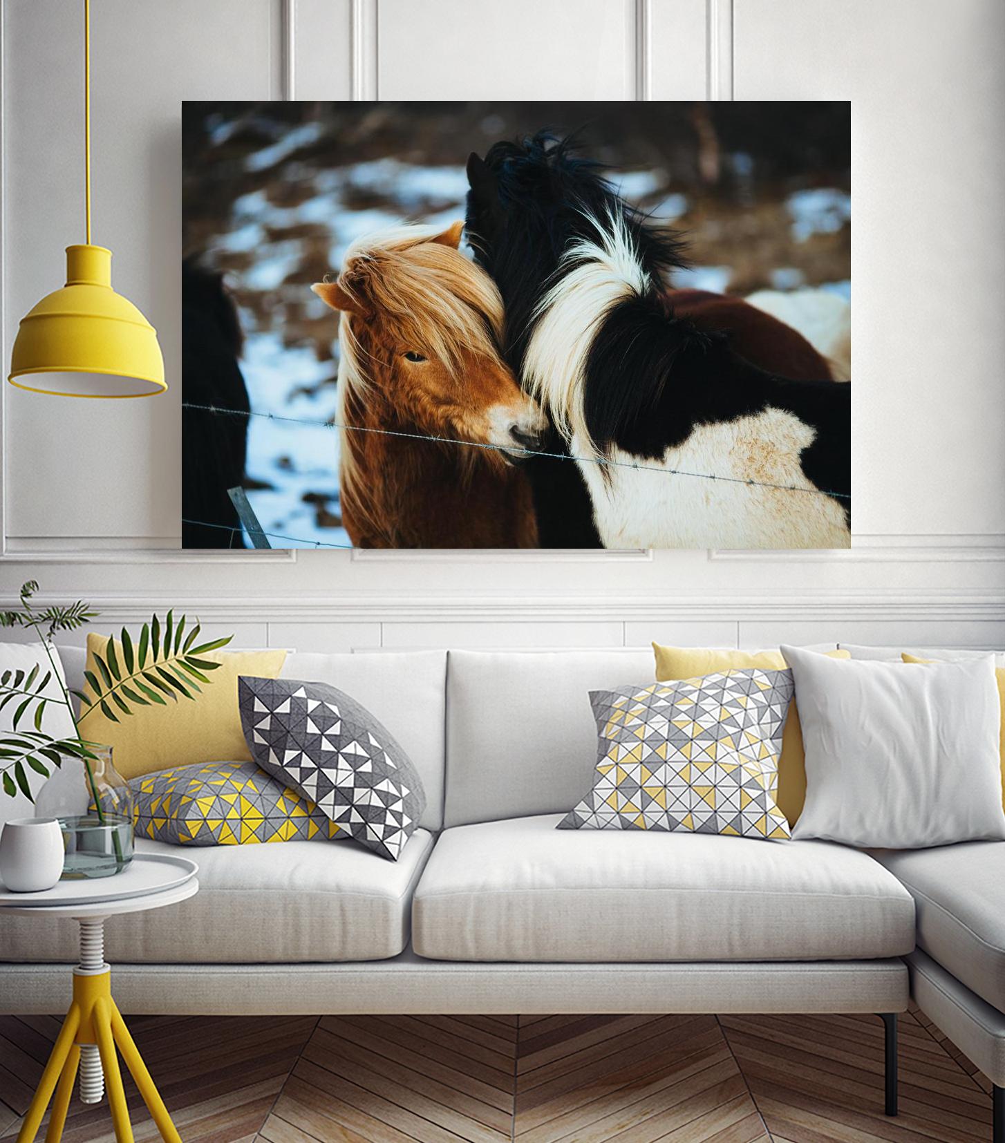 Poneys by Pexels on GIANT ART - black animals