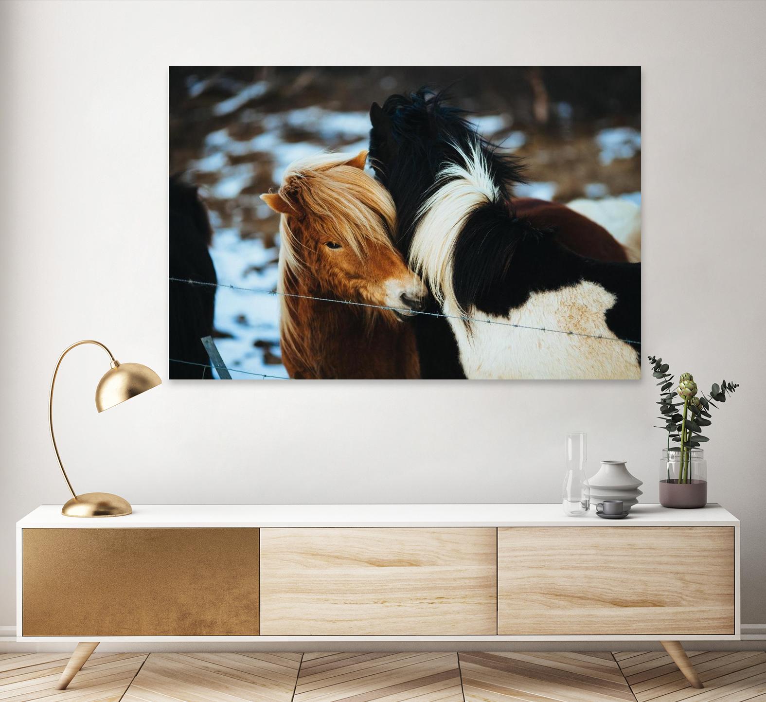 Poneys by Pexels on GIANT ART - black animals