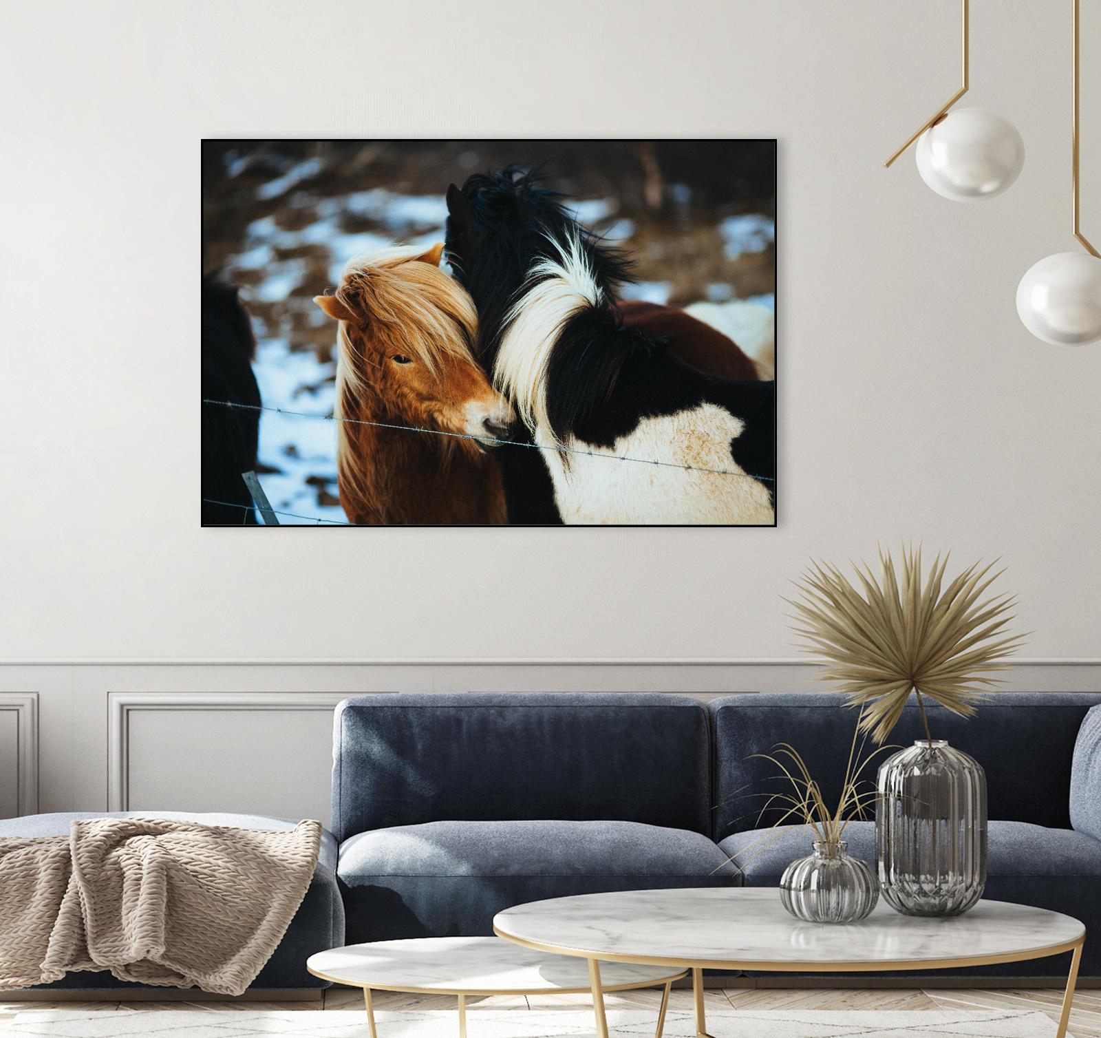 Poneys by Pexels on GIANT ART - black animals