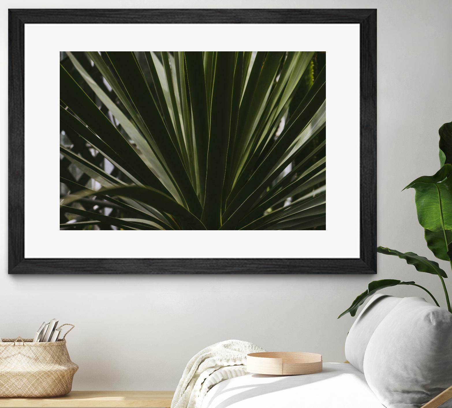 Palm by Pexels on GIANT ART - black tropical