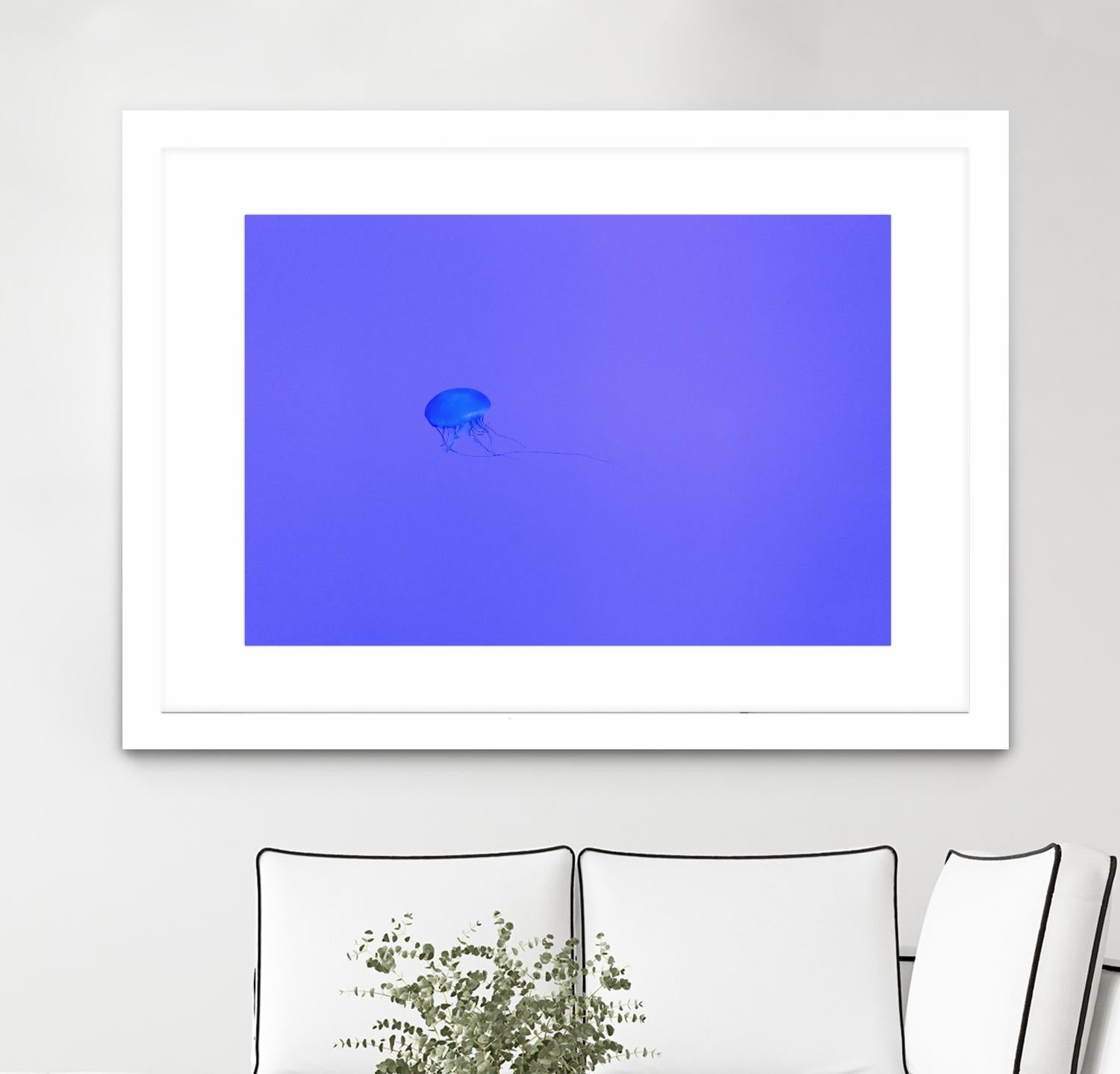 Jellyfish Jam by Pexels on GIANT ART - purple animals