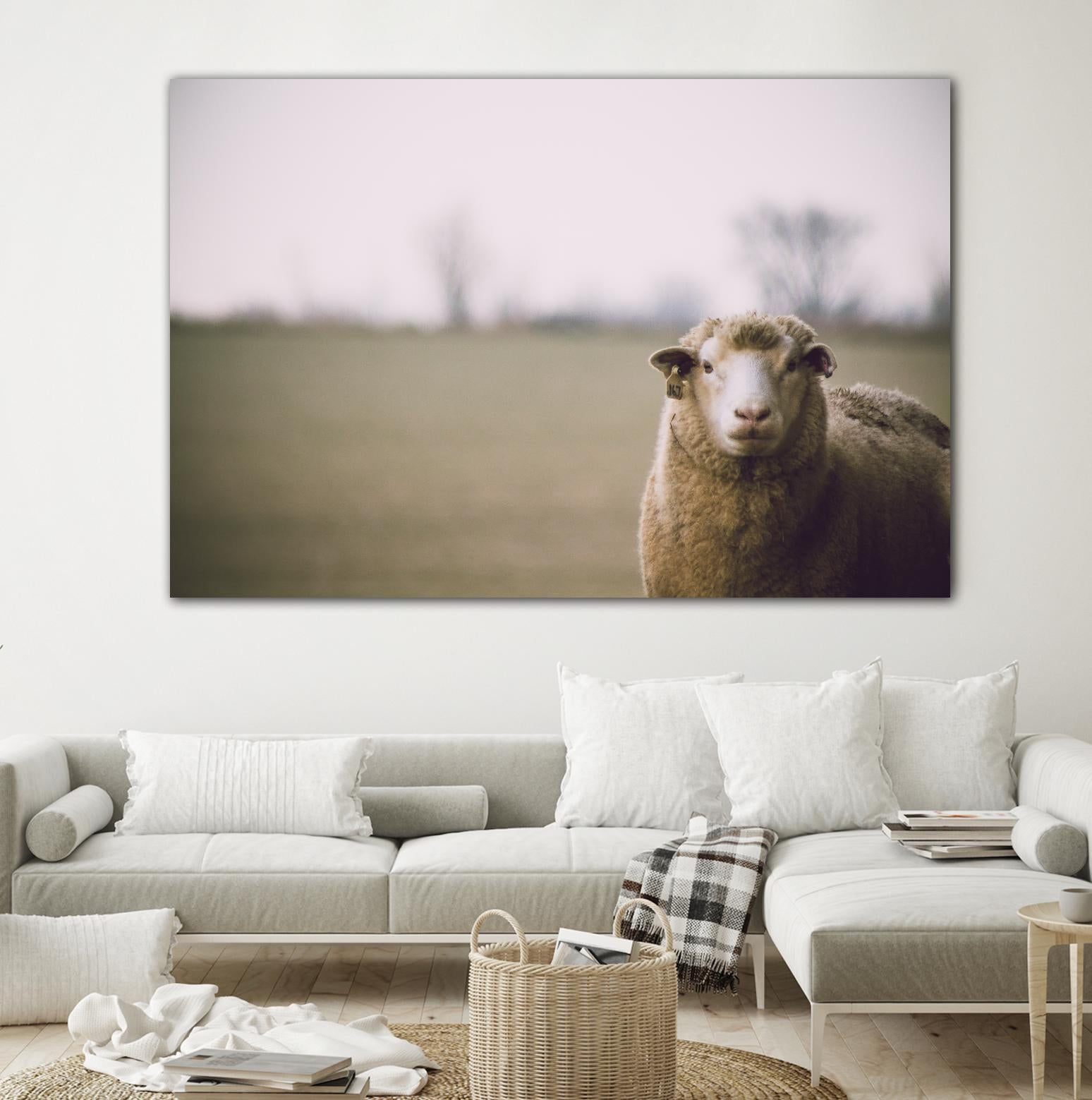 Baa 167 by Pexels on GIANT ART - white animals