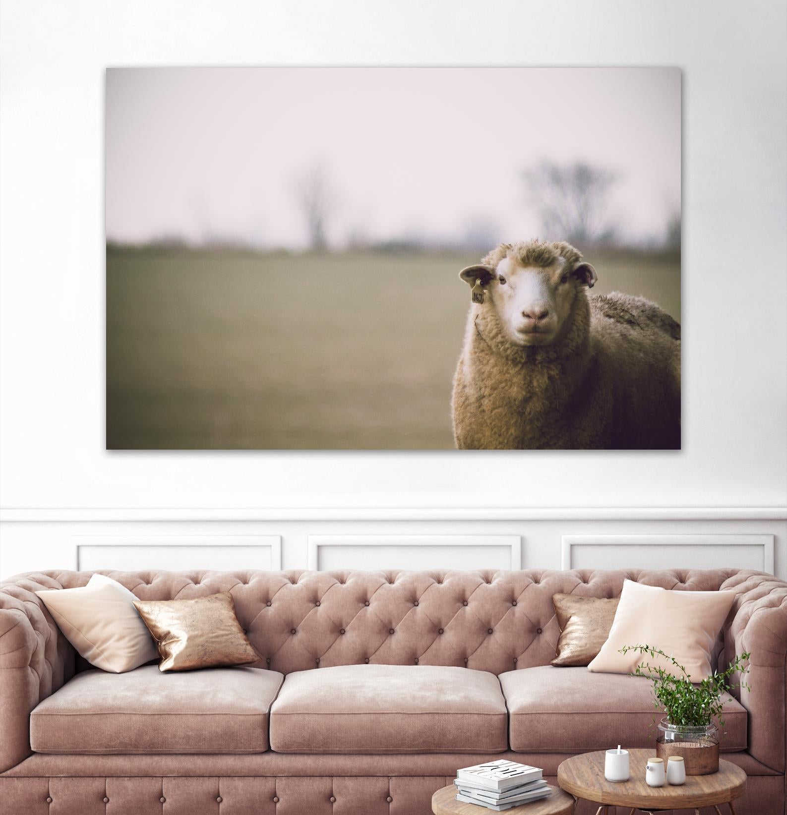 Baa 167 by Pexels on GIANT ART - white animals