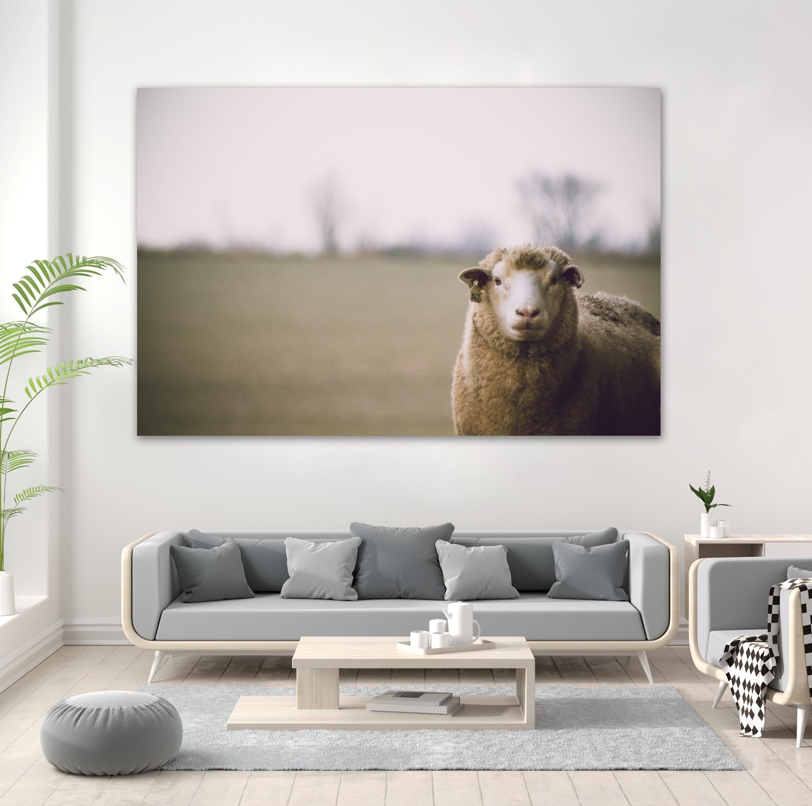 Baa 167 by Pexels on GIANT ART - white animals