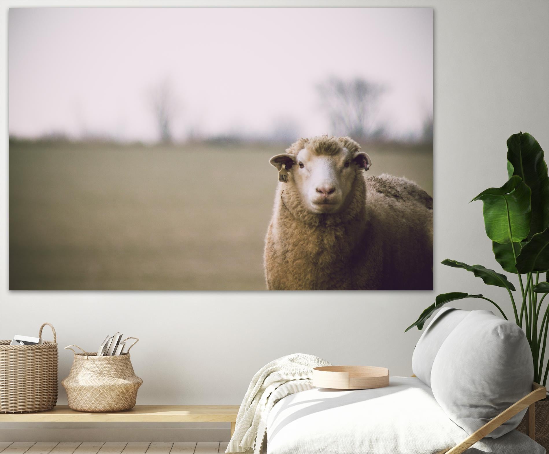 Baa 167 by Pexels on GIANT ART - white animals