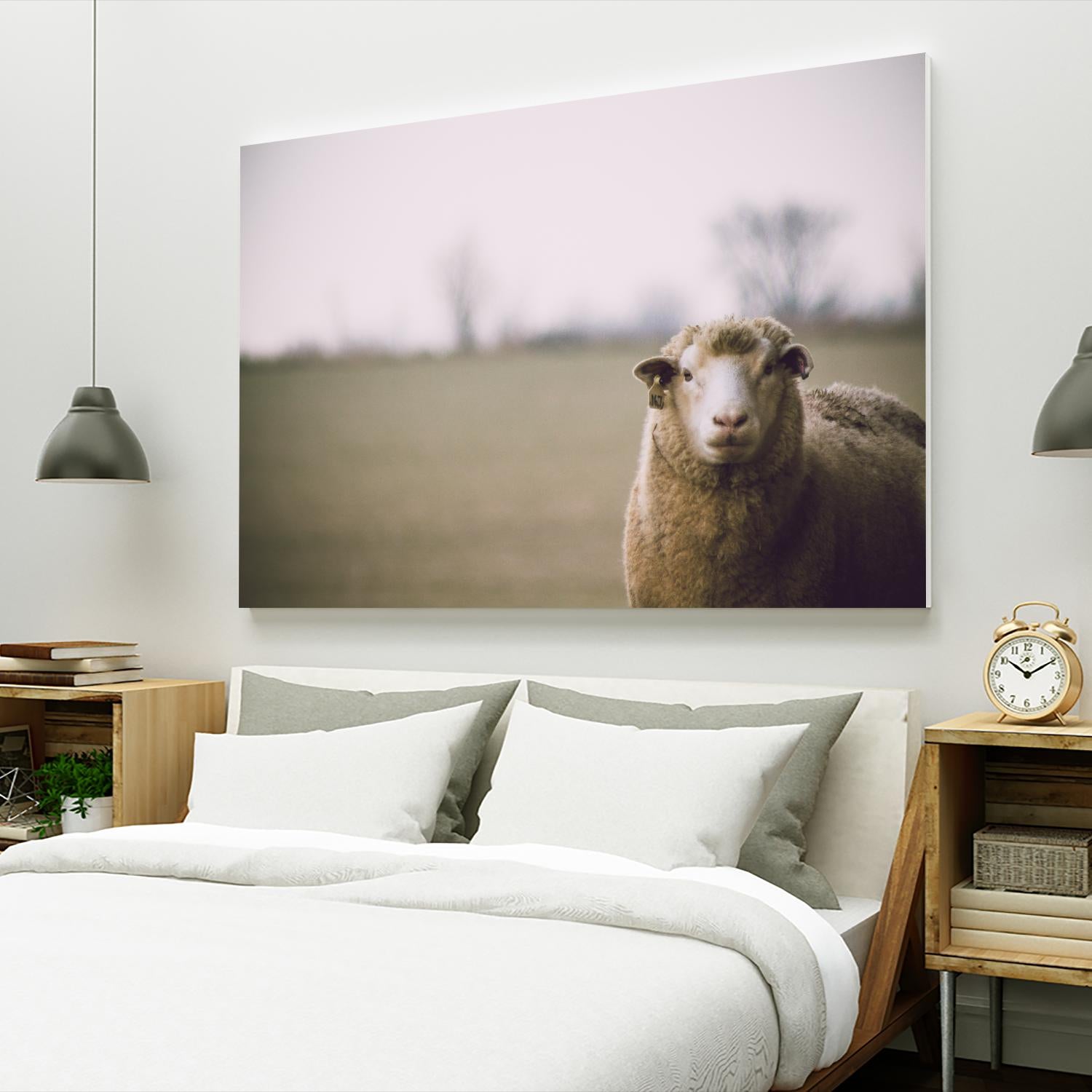 Baa 167 by Pexels on GIANT ART - white animals