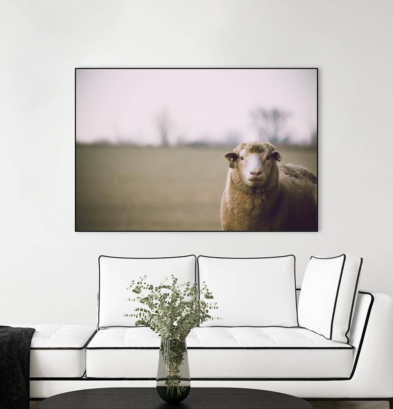 Baa 167 by Pexels on GIANT ART - white animals