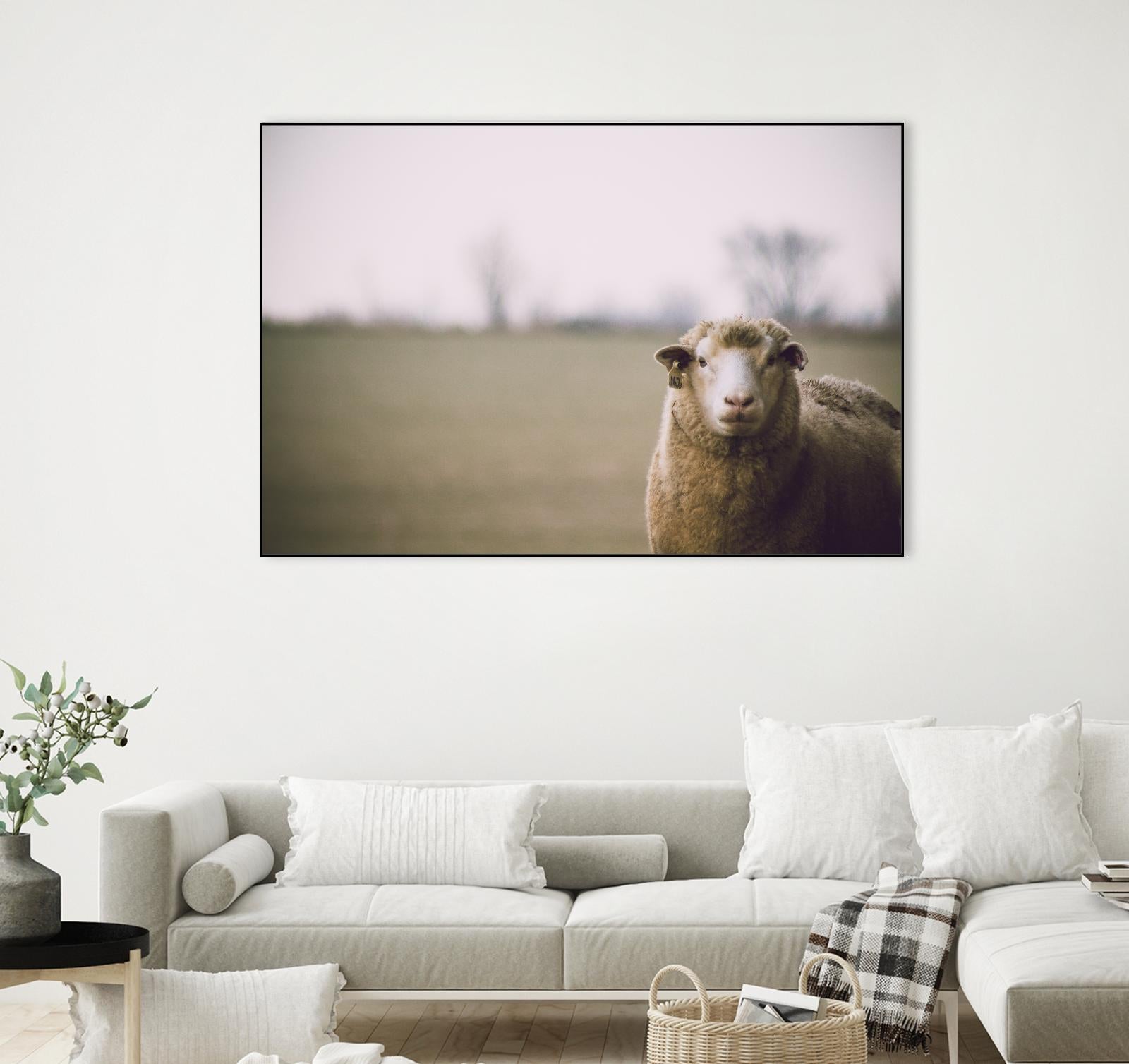 Baa 167 by Pexels on GIANT ART - white animals