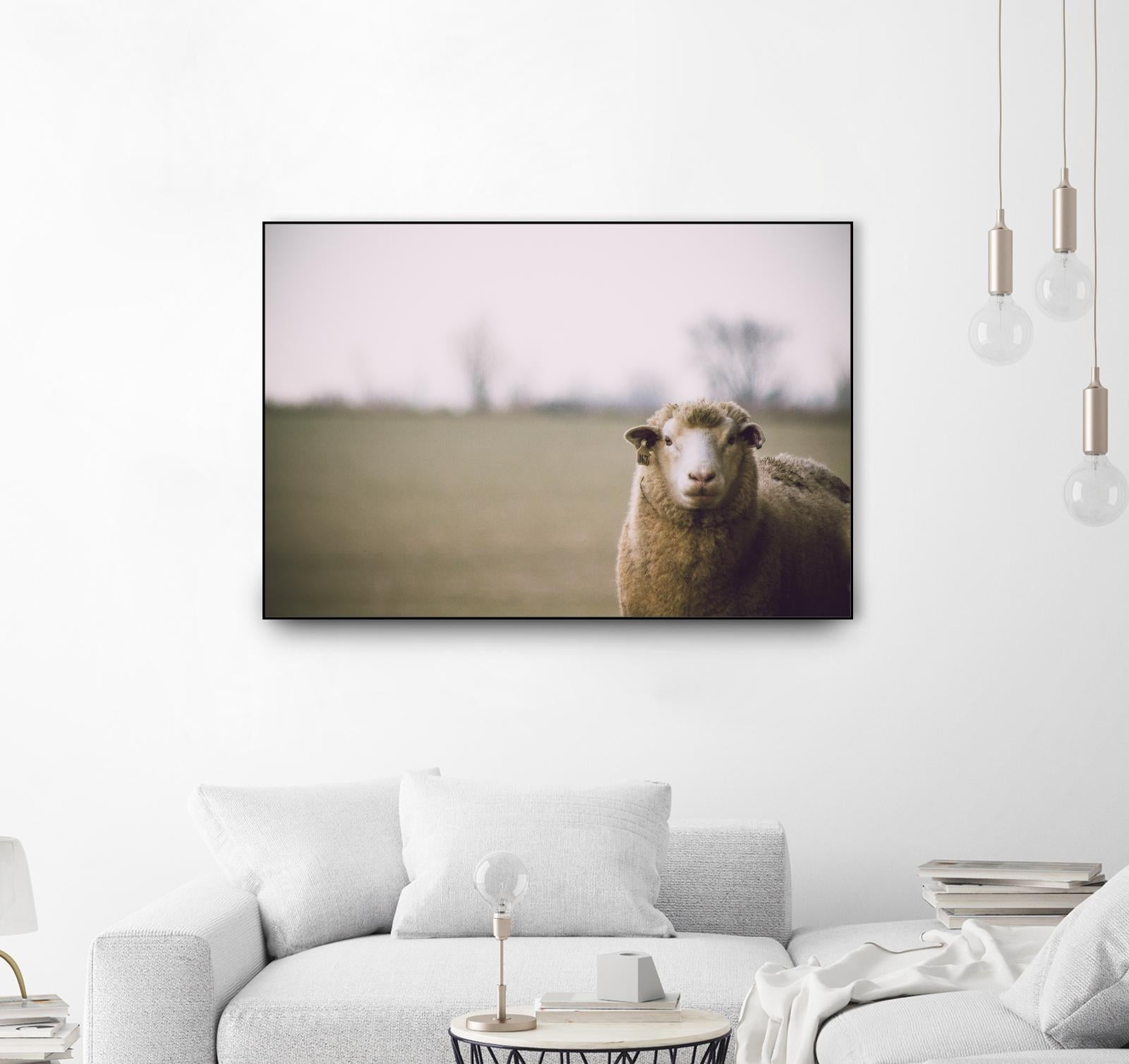 Baa 167 by Pexels on GIANT ART - white animals