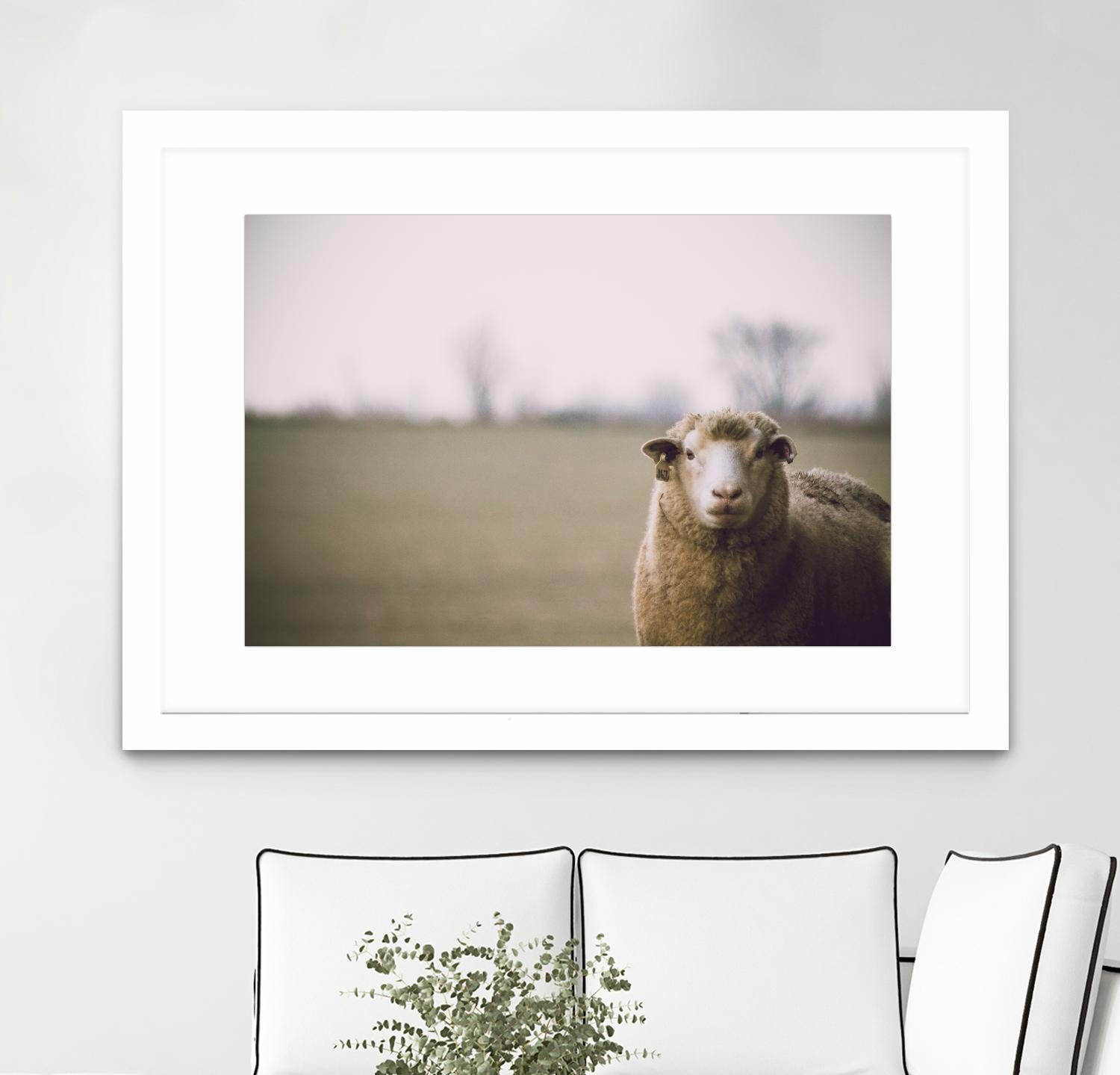 Baa 167 by Pexels on GIANT ART - white animals