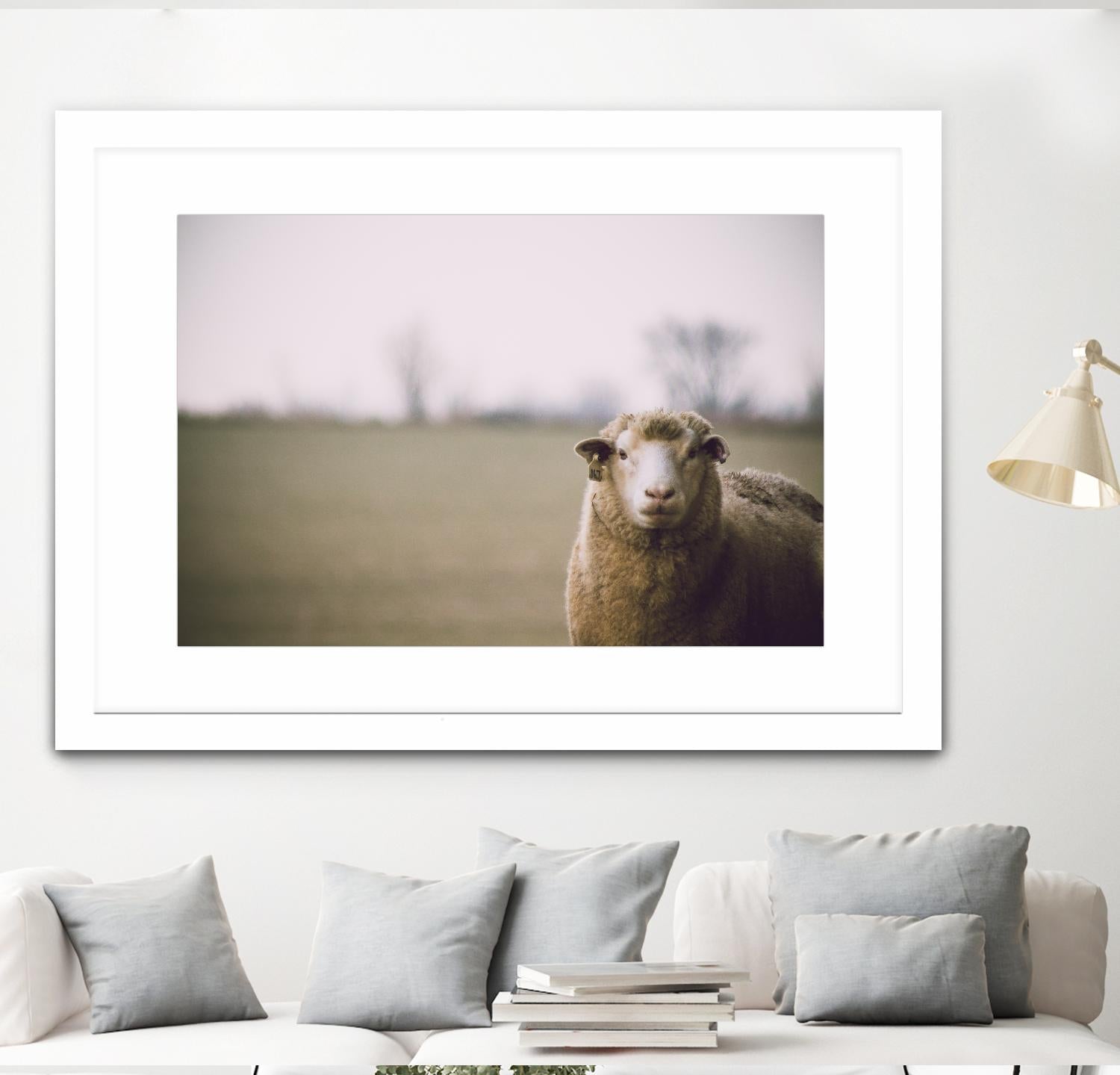 Baa 167 by Pexels on GIANT ART - white animals