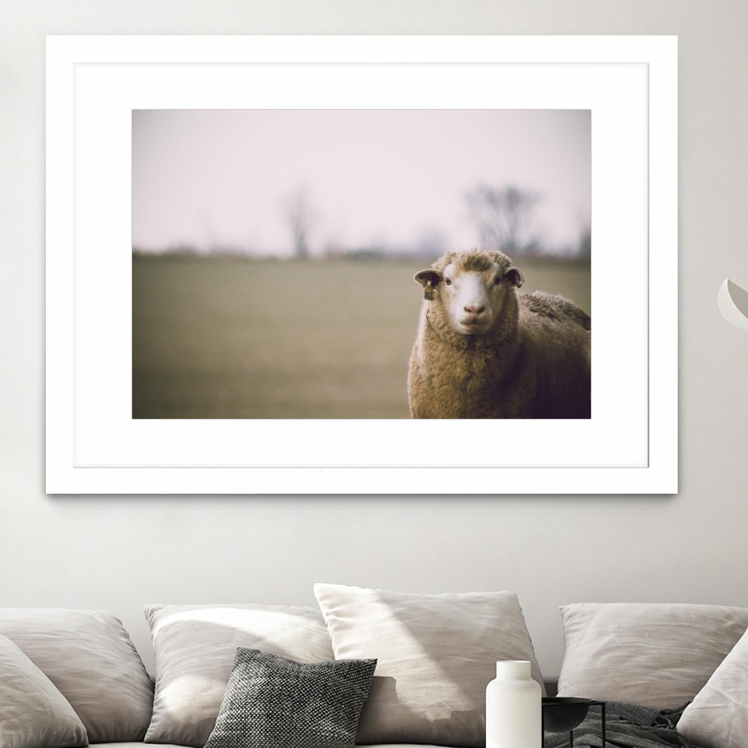 Baa 167 by Pexels on GIANT ART - white animals