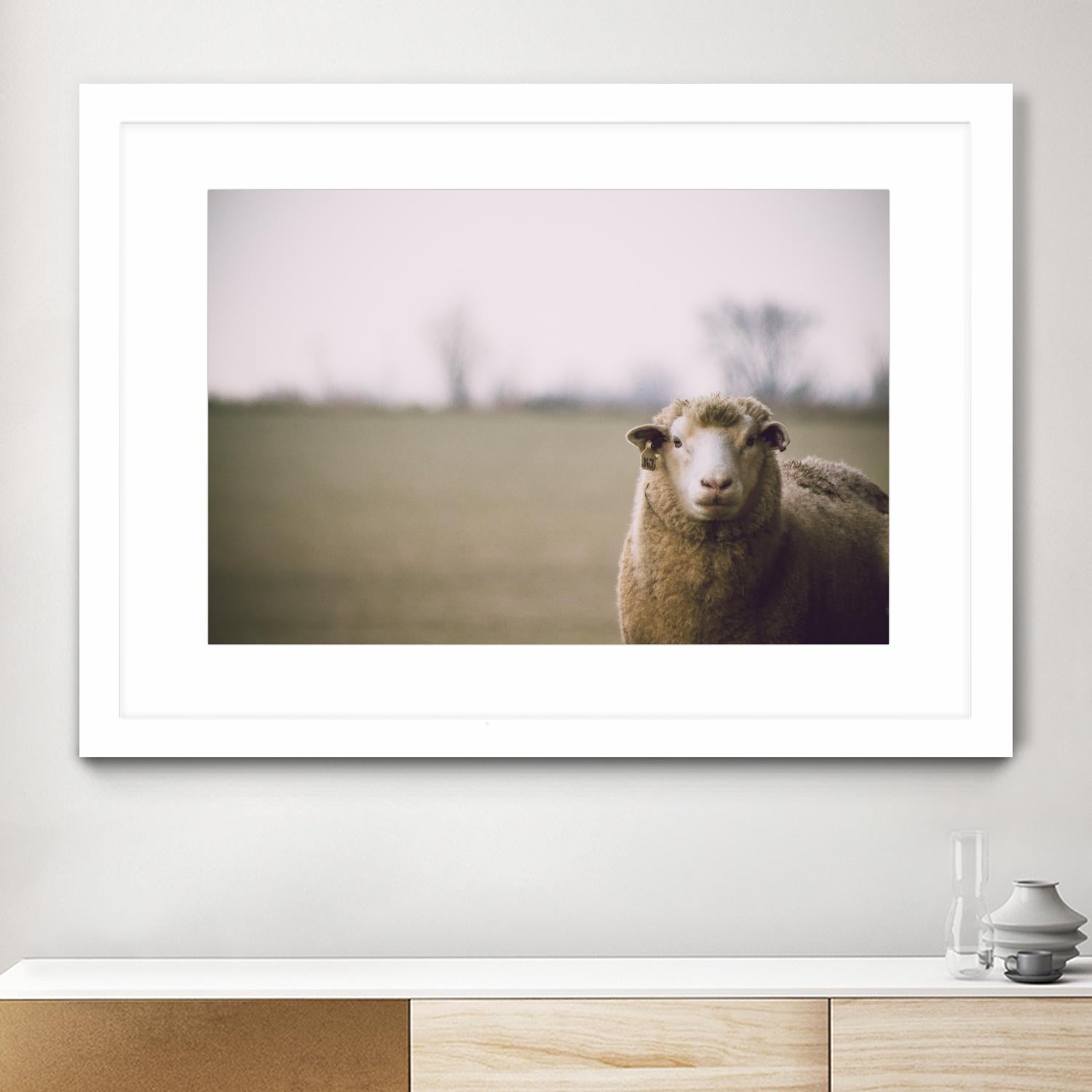 Baa 167 by Pexels on GIANT ART - white animals