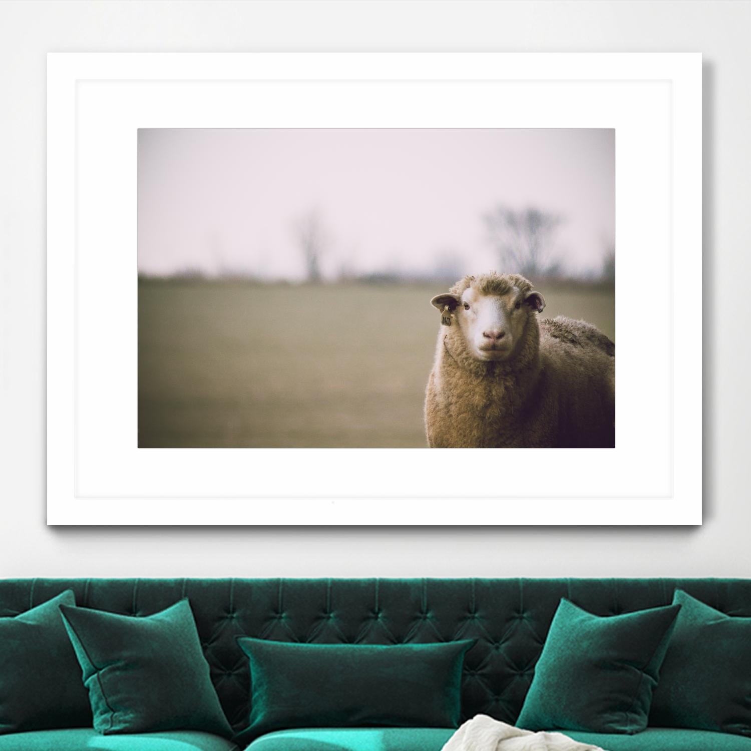 Baa 167 by Pexels on GIANT ART - white animals