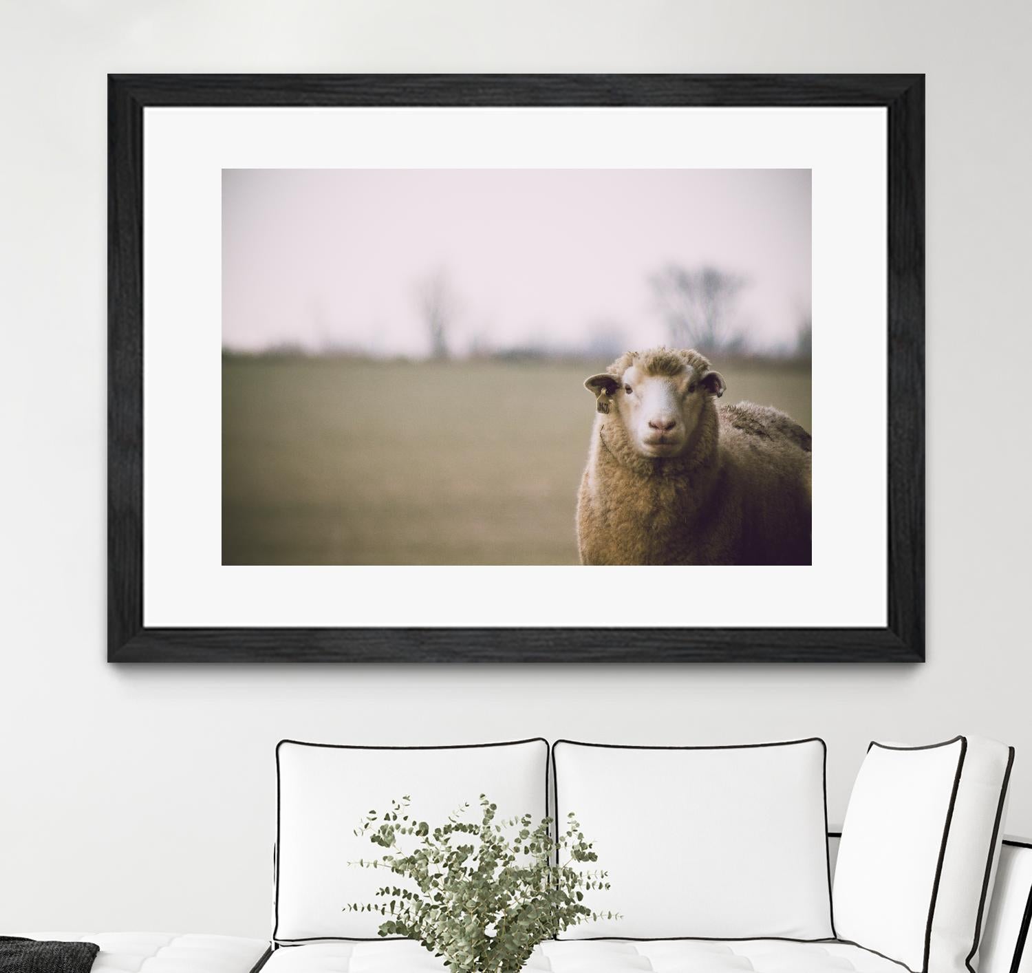 Baa 167 by Pexels on GIANT ART - white animals