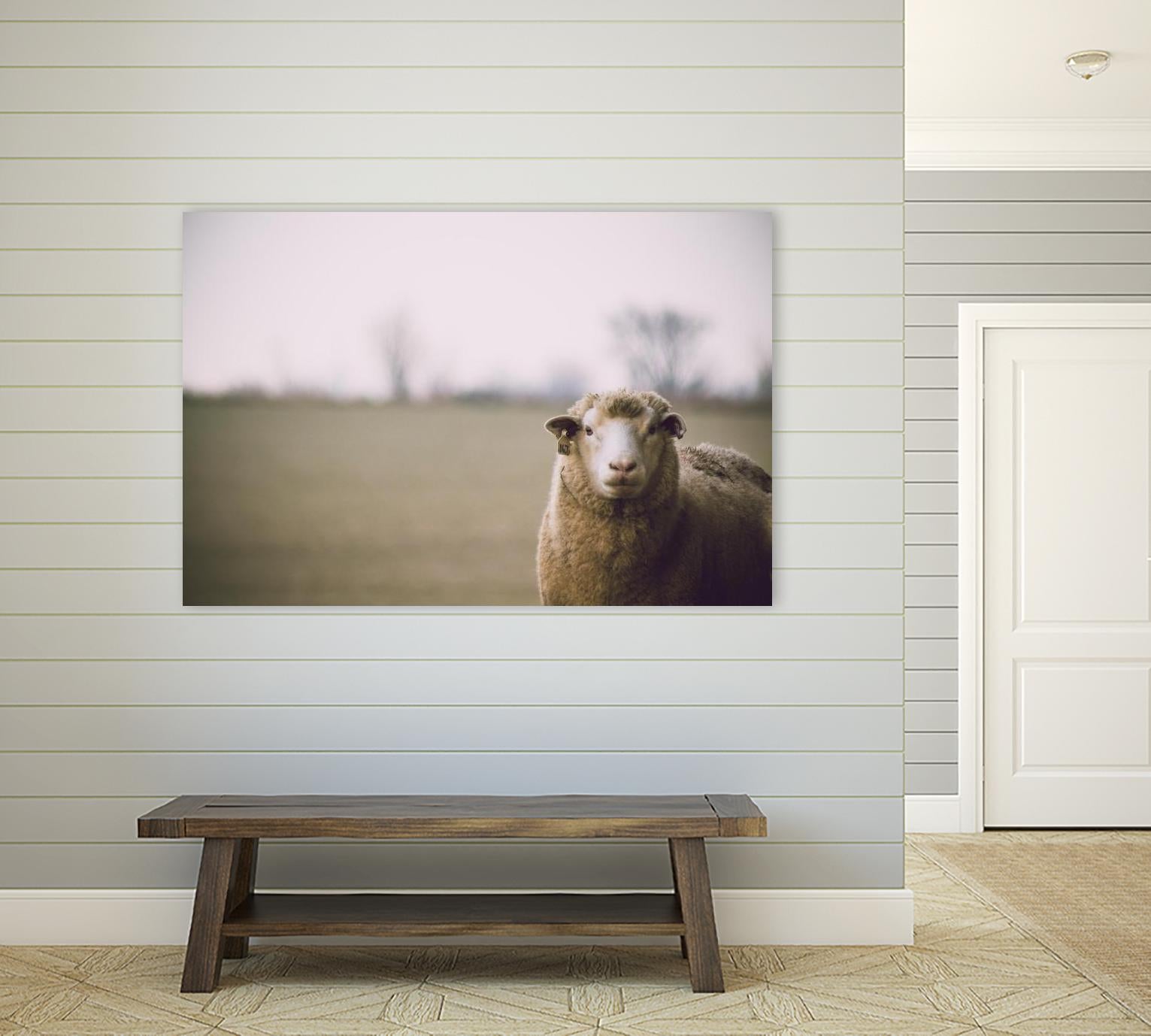 Baa 167 by Pexels on GIANT ART - white animals