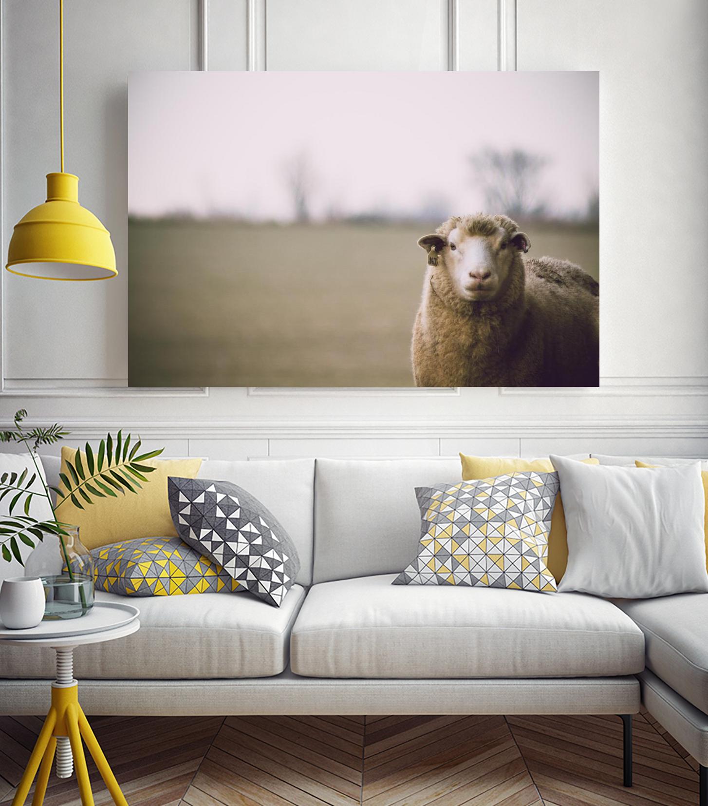 Baa 167 by Pexels on GIANT ART - white animals