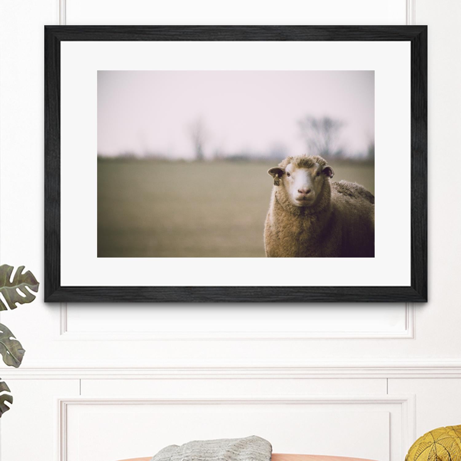 Baa 167 by Pexels on GIANT ART - white animals