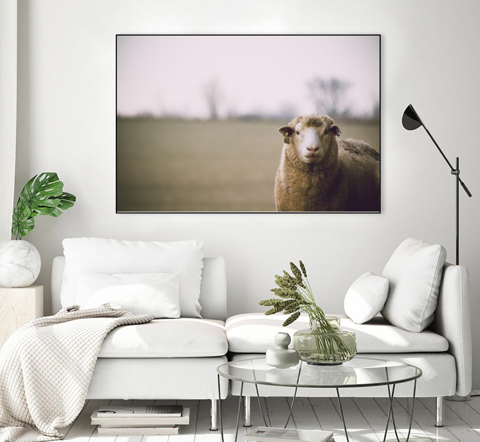 Baa 167 by Pexels on GIANT ART - white animals