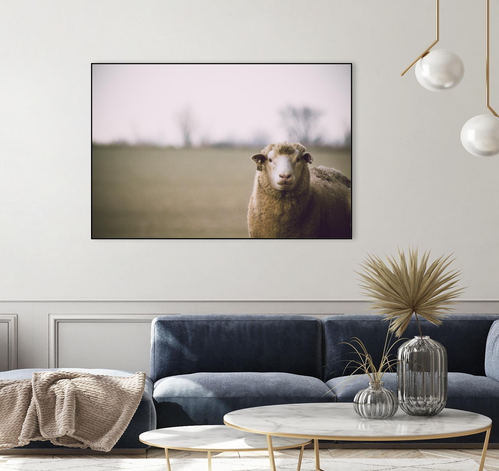 Baa 167 by Pexels on GIANT ART - white animals