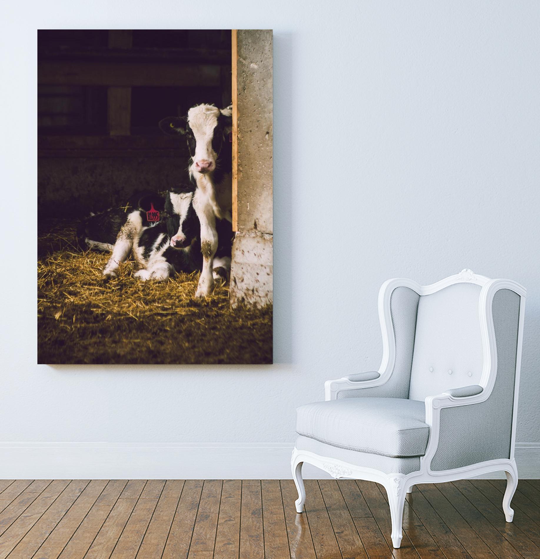 Siblings by Pexels on GIANT ART - yellow animals