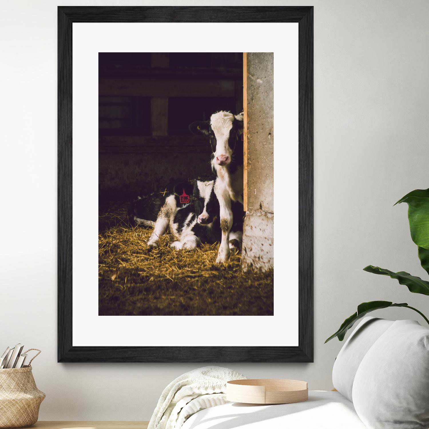 Siblings by Pexels on GIANT ART - yellow animals