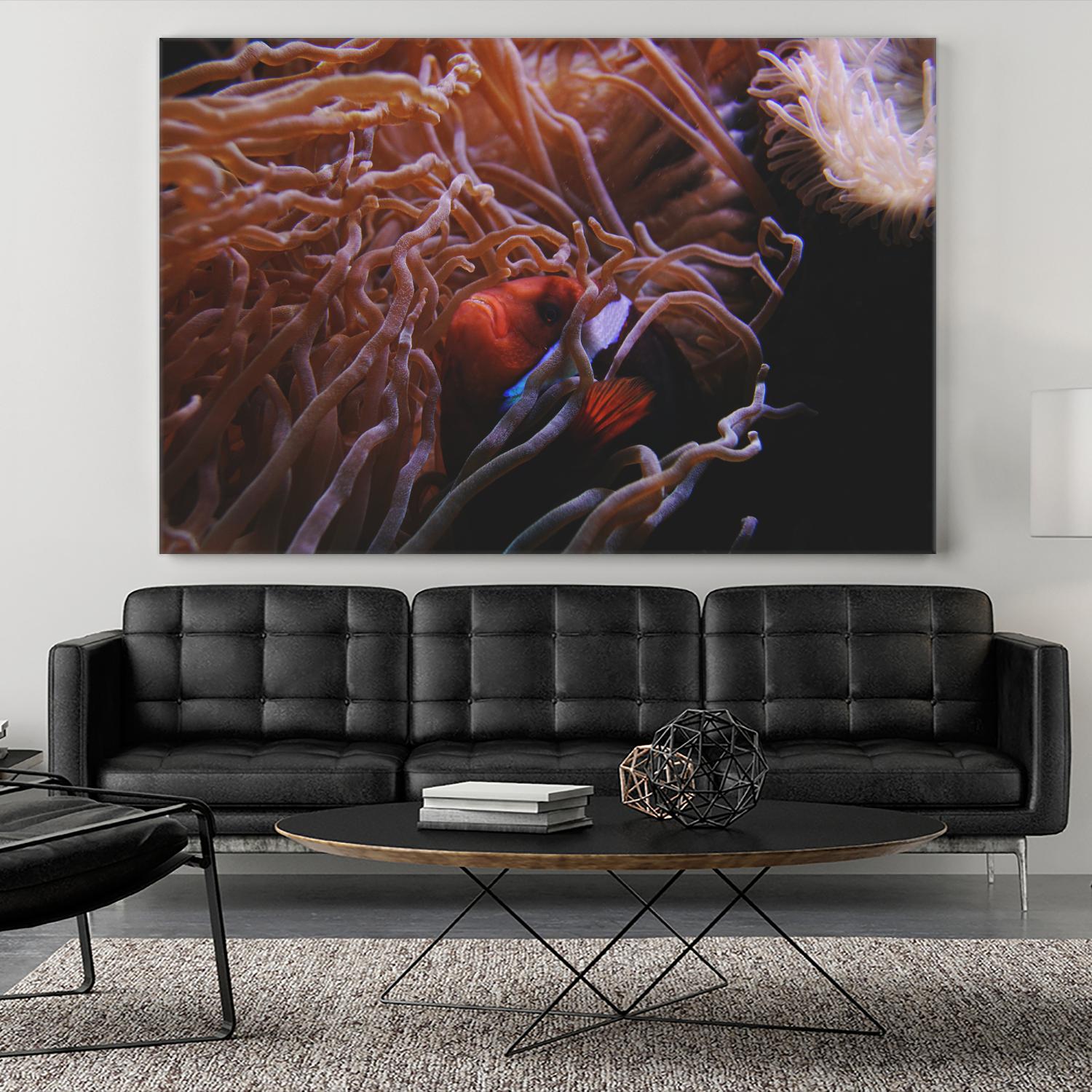 Fish Clown by Pexels on GIANT ART - white animals