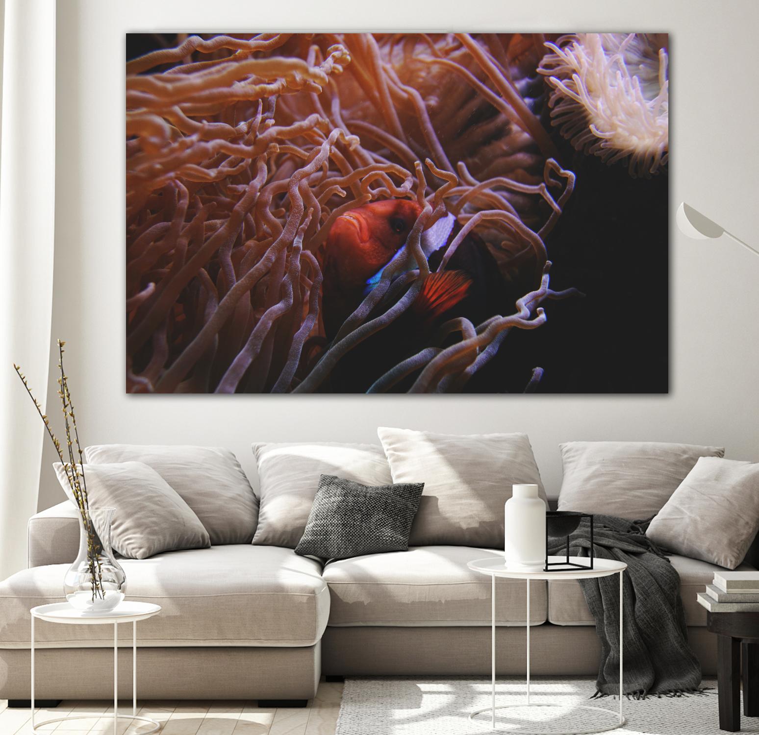 Fish Clown by Pexels on GIANT ART - white animals