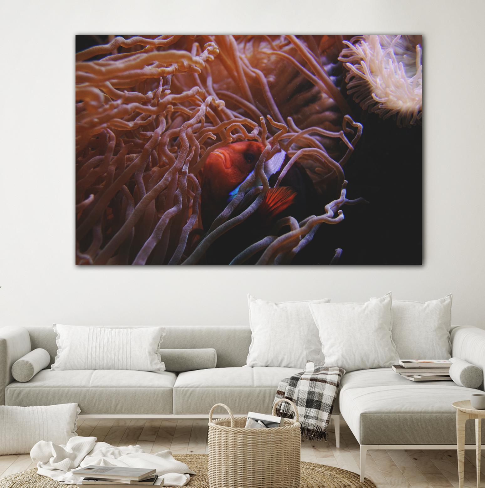 Fish Clown by Pexels on GIANT ART - white animals