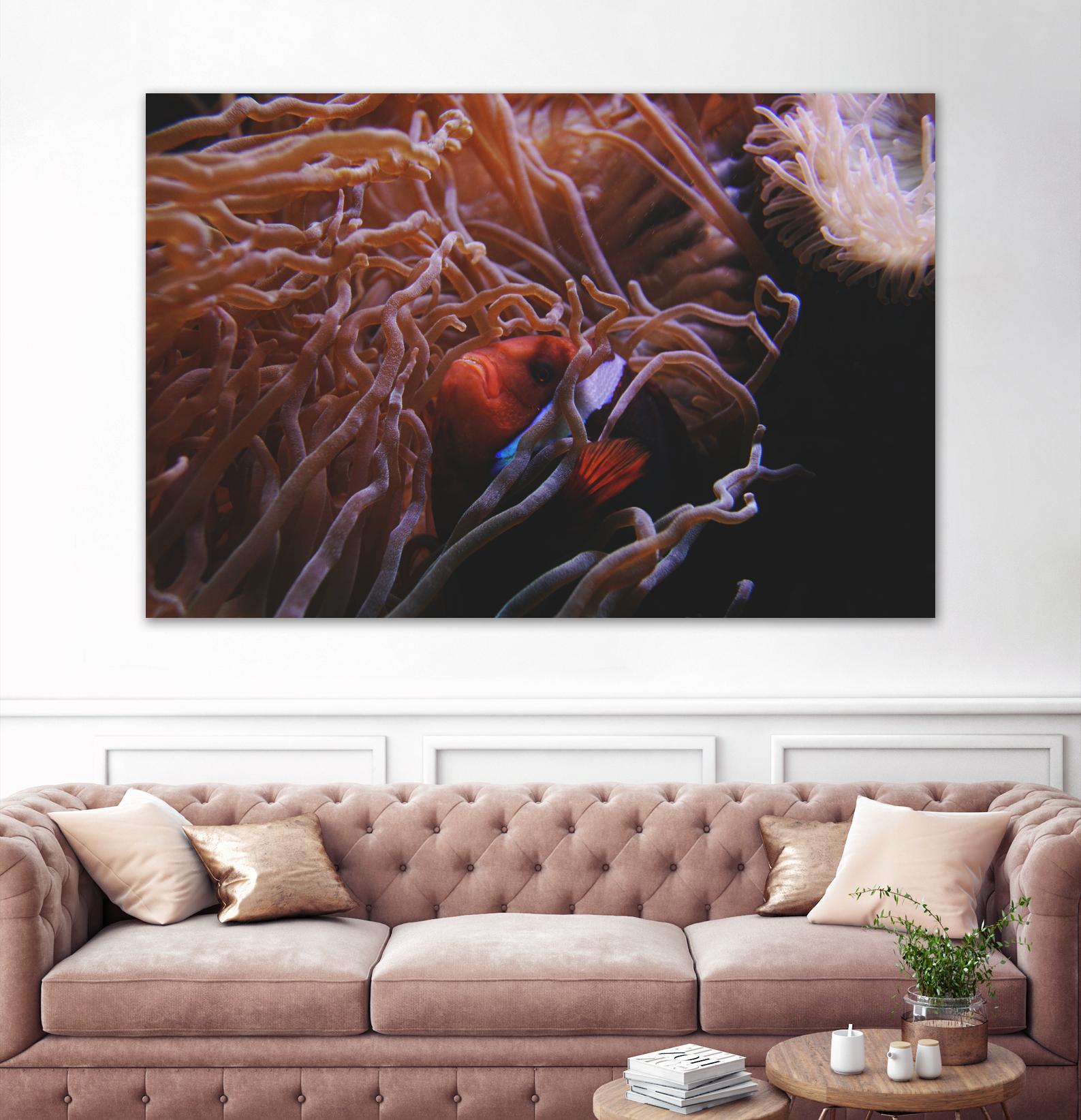 Fish Clown by Pexels on GIANT ART - white animals