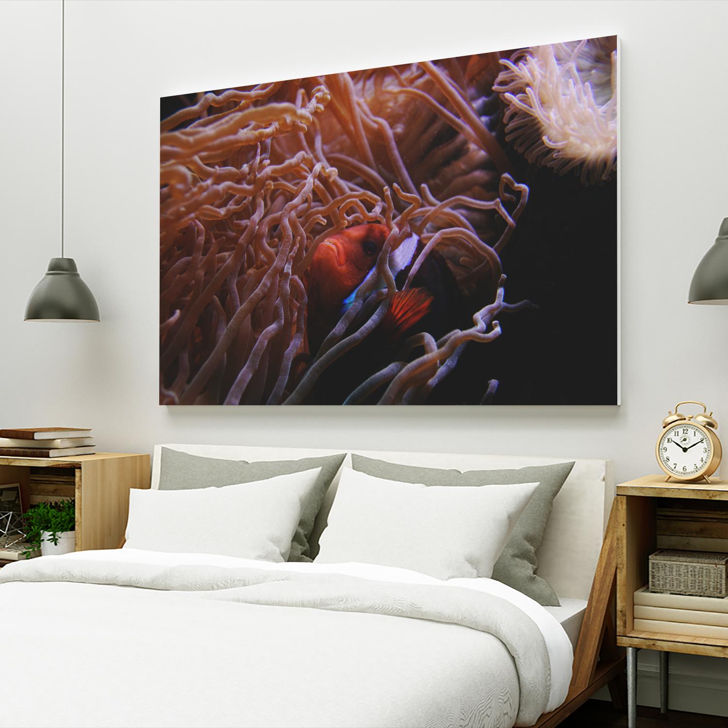 Fish Clown by Pexels on GIANT ART - white animals