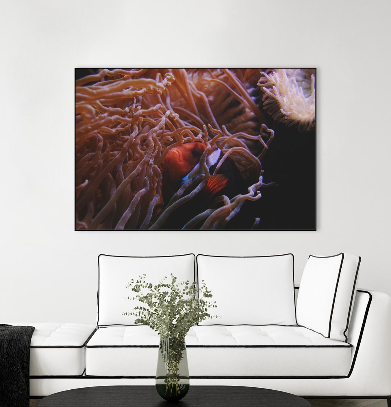 Fish Clown by Pexels on GIANT ART - white animals