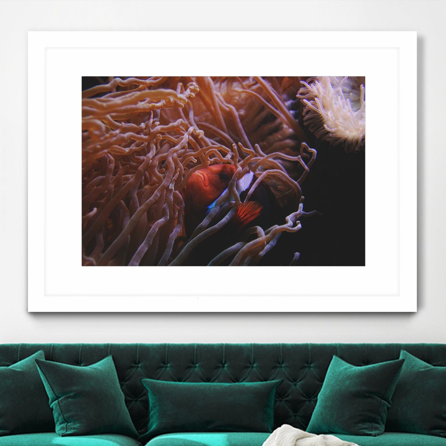 Fish Clown by Pexels on GIANT ART - white animals