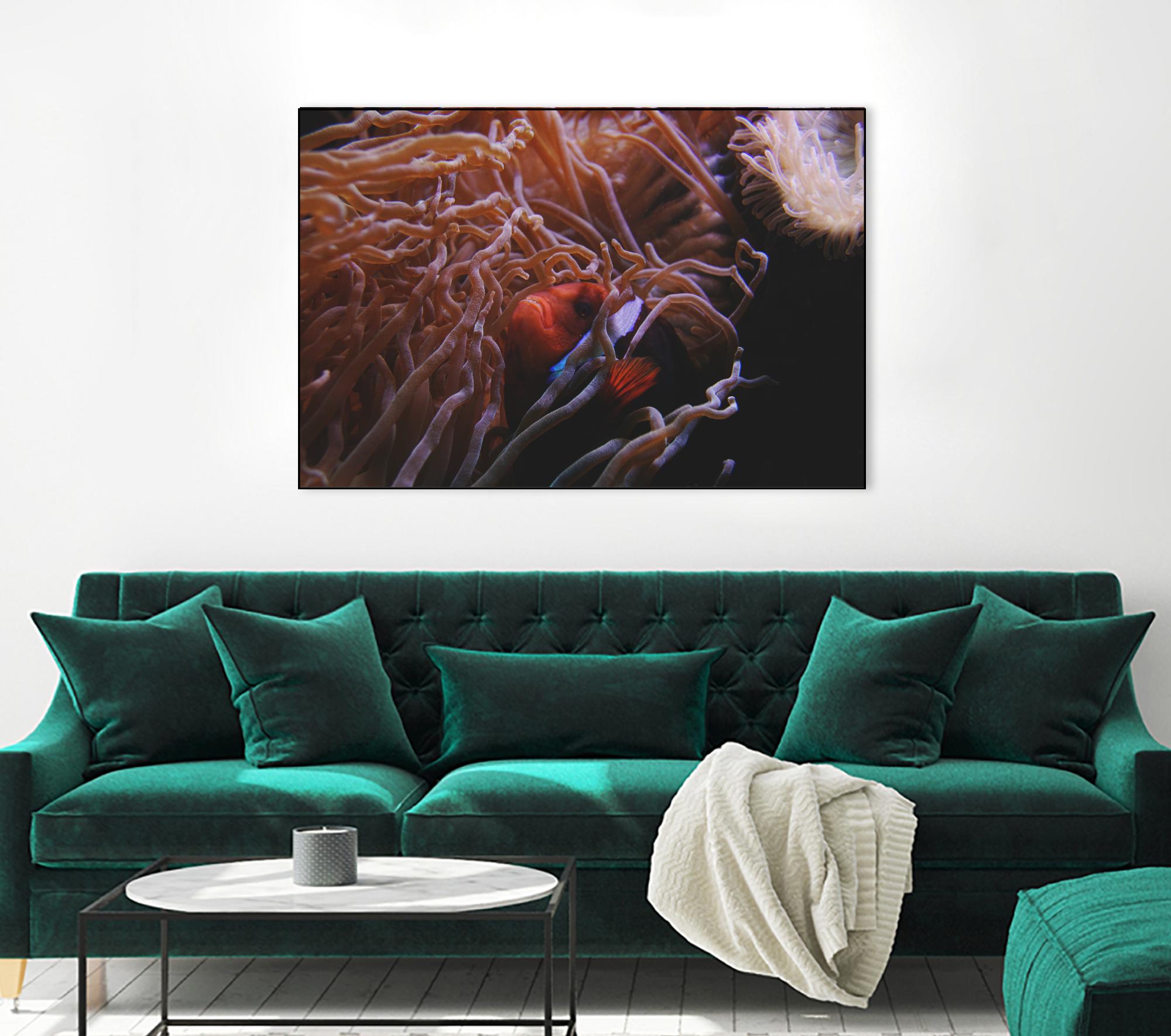 Fish Clown by Pexels on GIANT ART - white animals