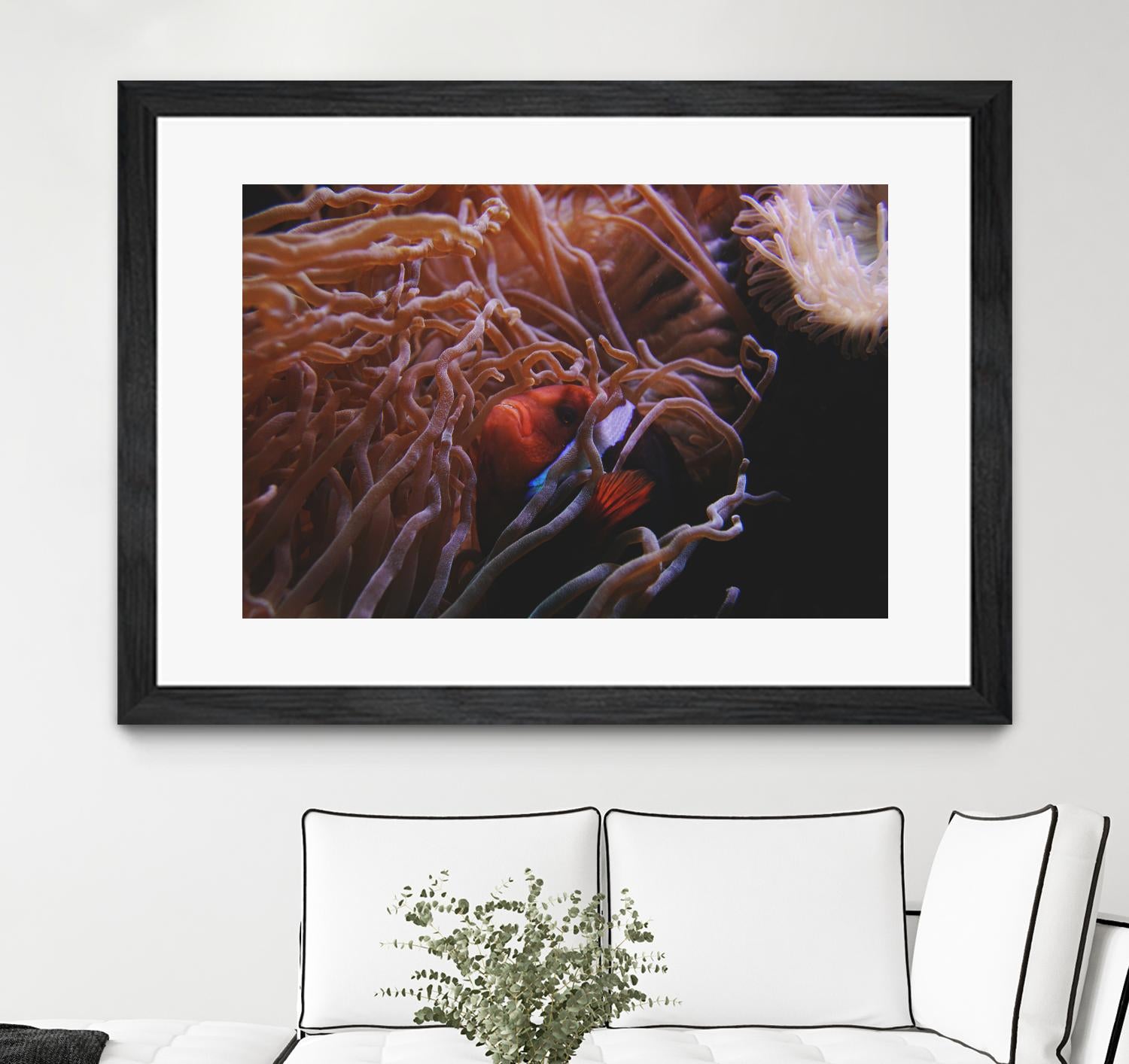 Fish Clown by Pexels on GIANT ART - white animals