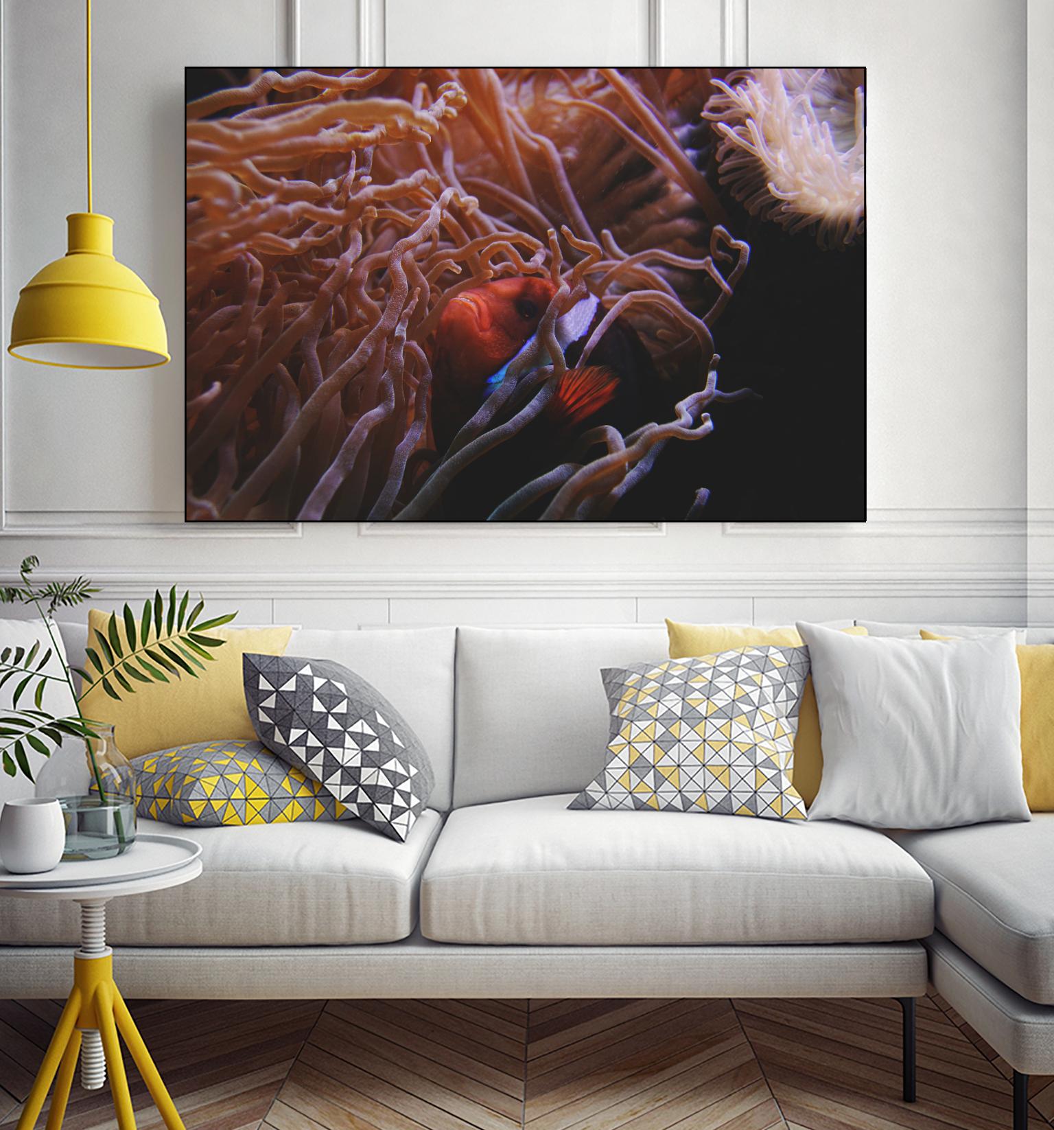 Fish Clown by Pexels on GIANT ART - white animals