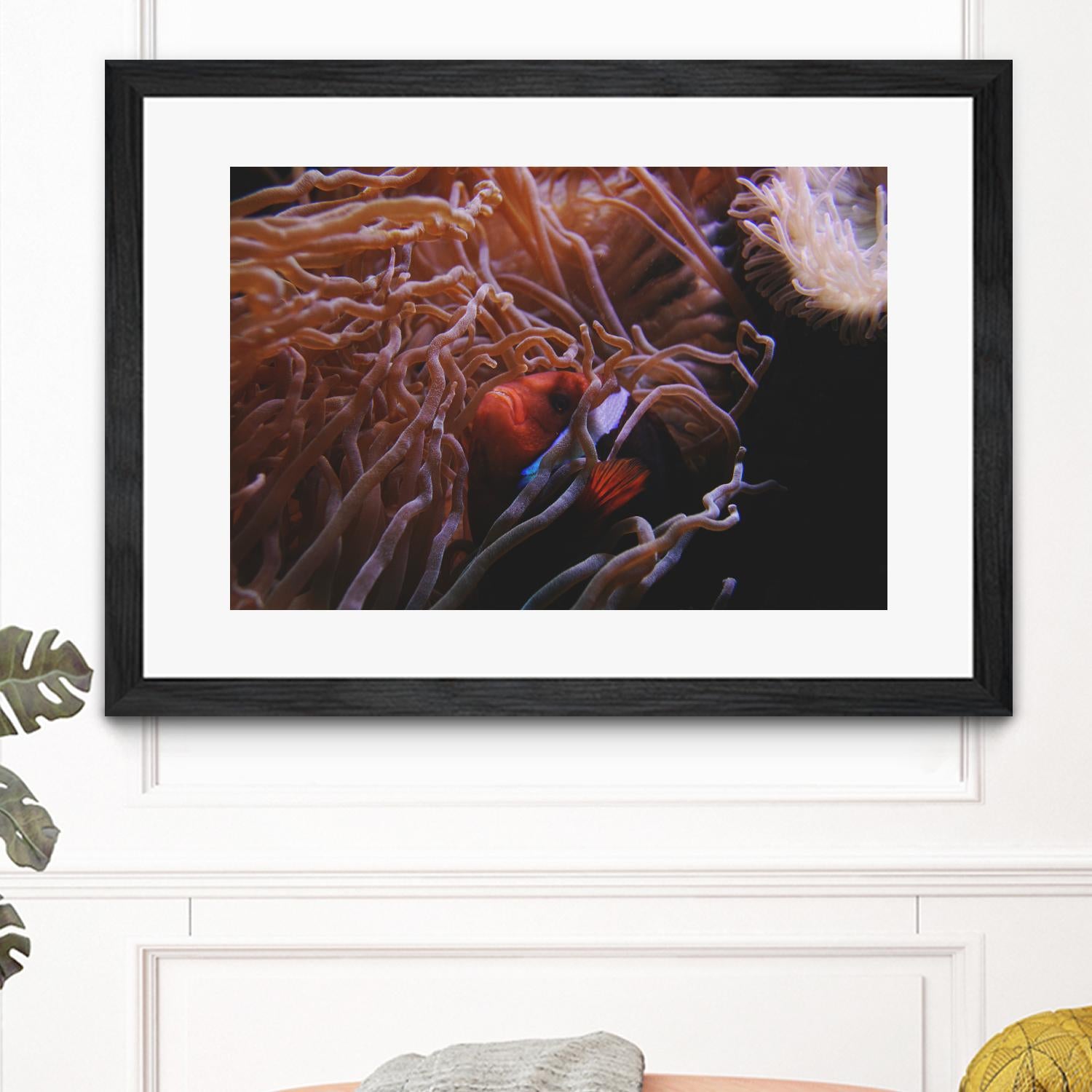 Fish Clown by Pexels on GIANT ART - white animals