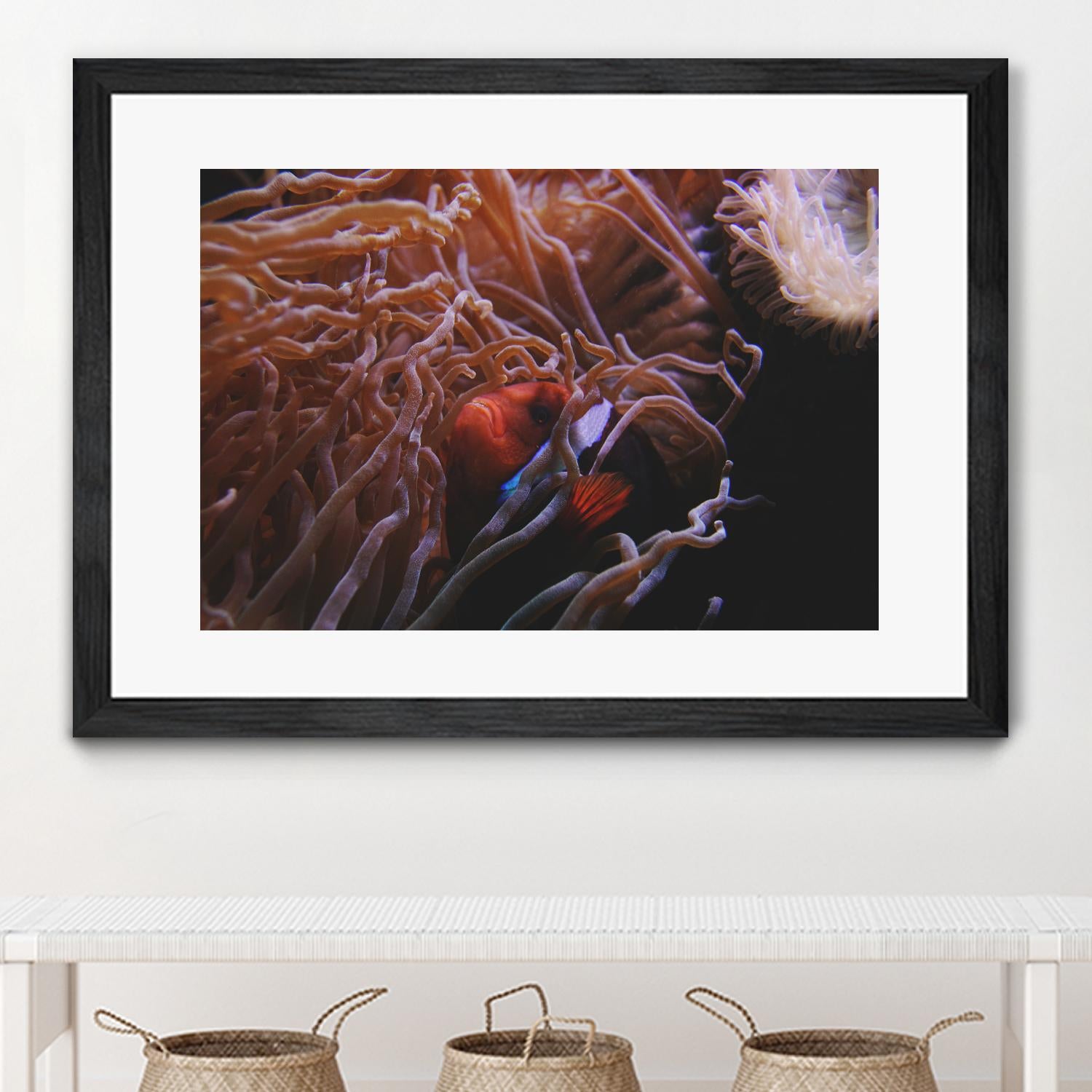 Fish Clown by Pexels on GIANT ART - white animals