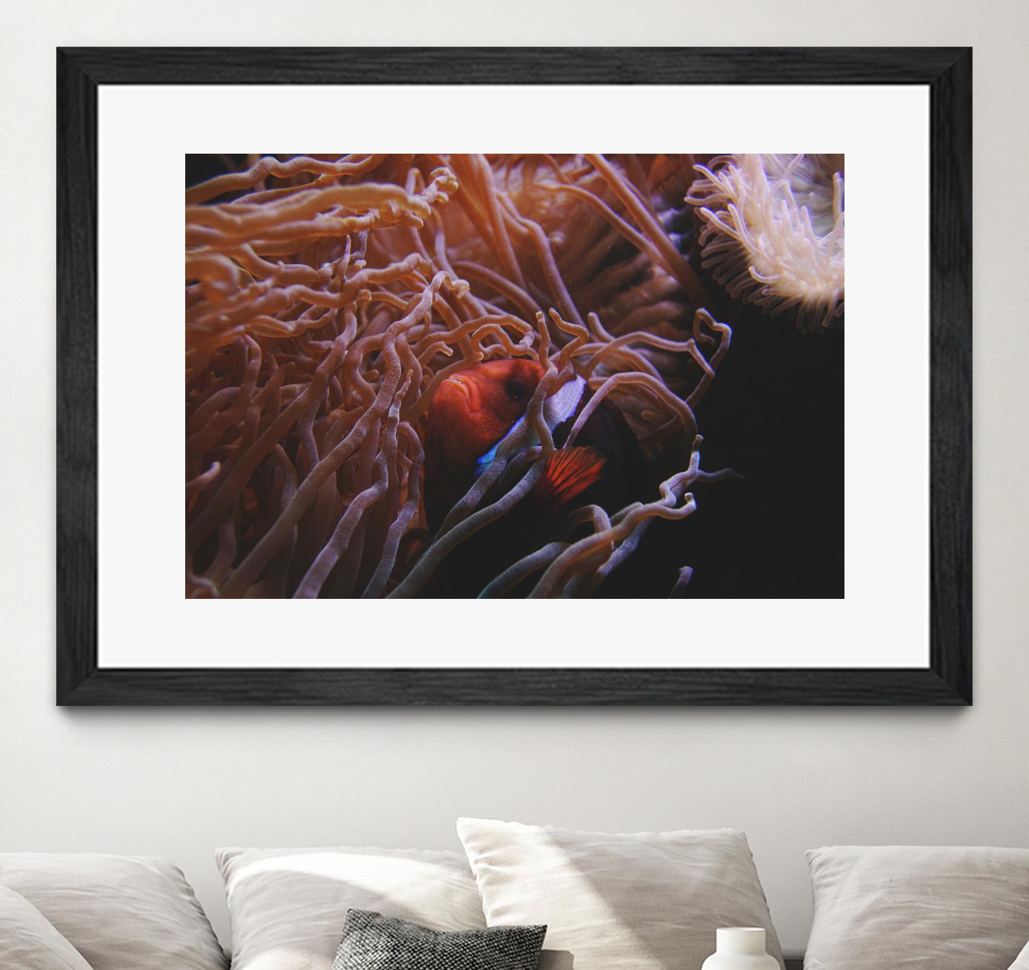 Fish Clown by Pexels on GIANT ART - white animals