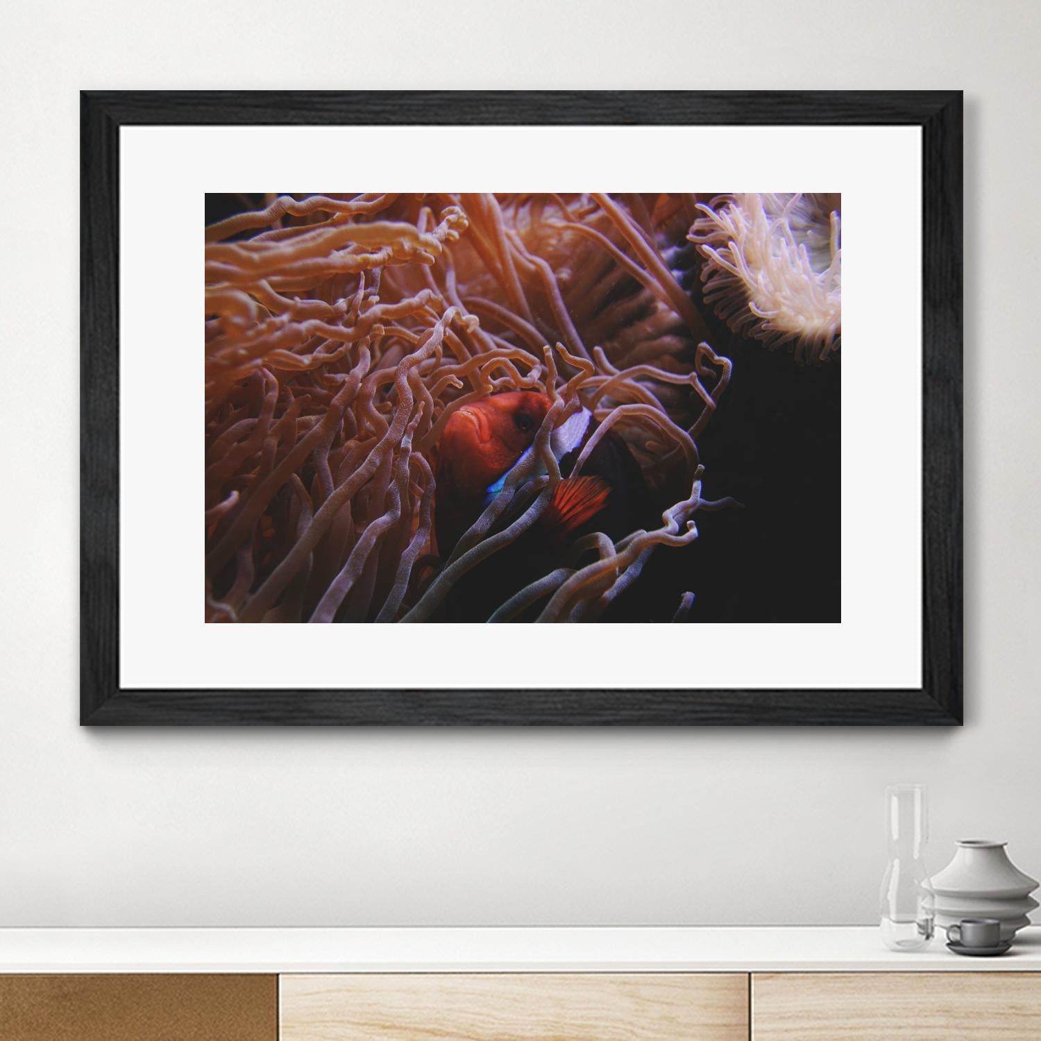 Fish Clown by Pexels on GIANT ART - white animals