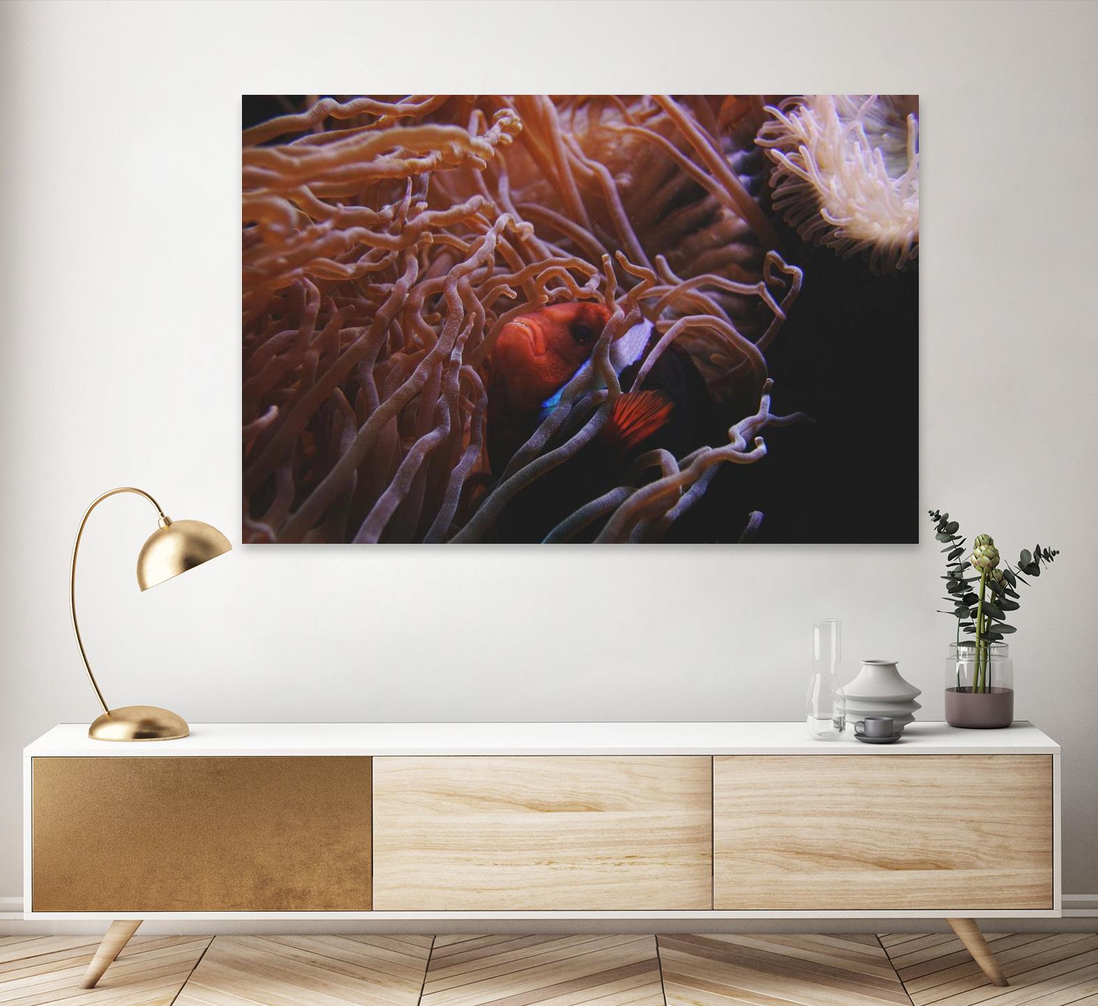 Fish Clown by Pexels on GIANT ART - white animals