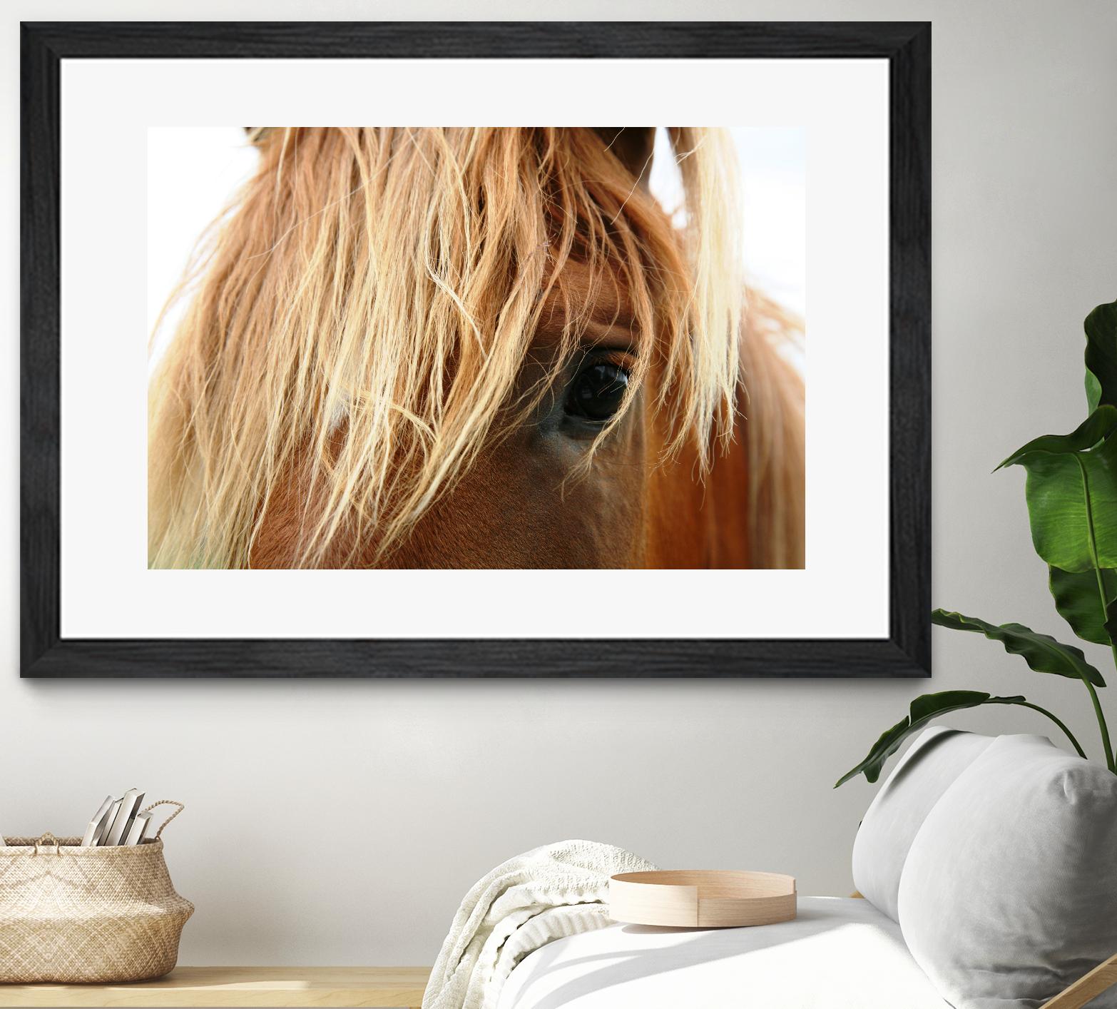 Horsey by Pexels on GIANT ART - white animals