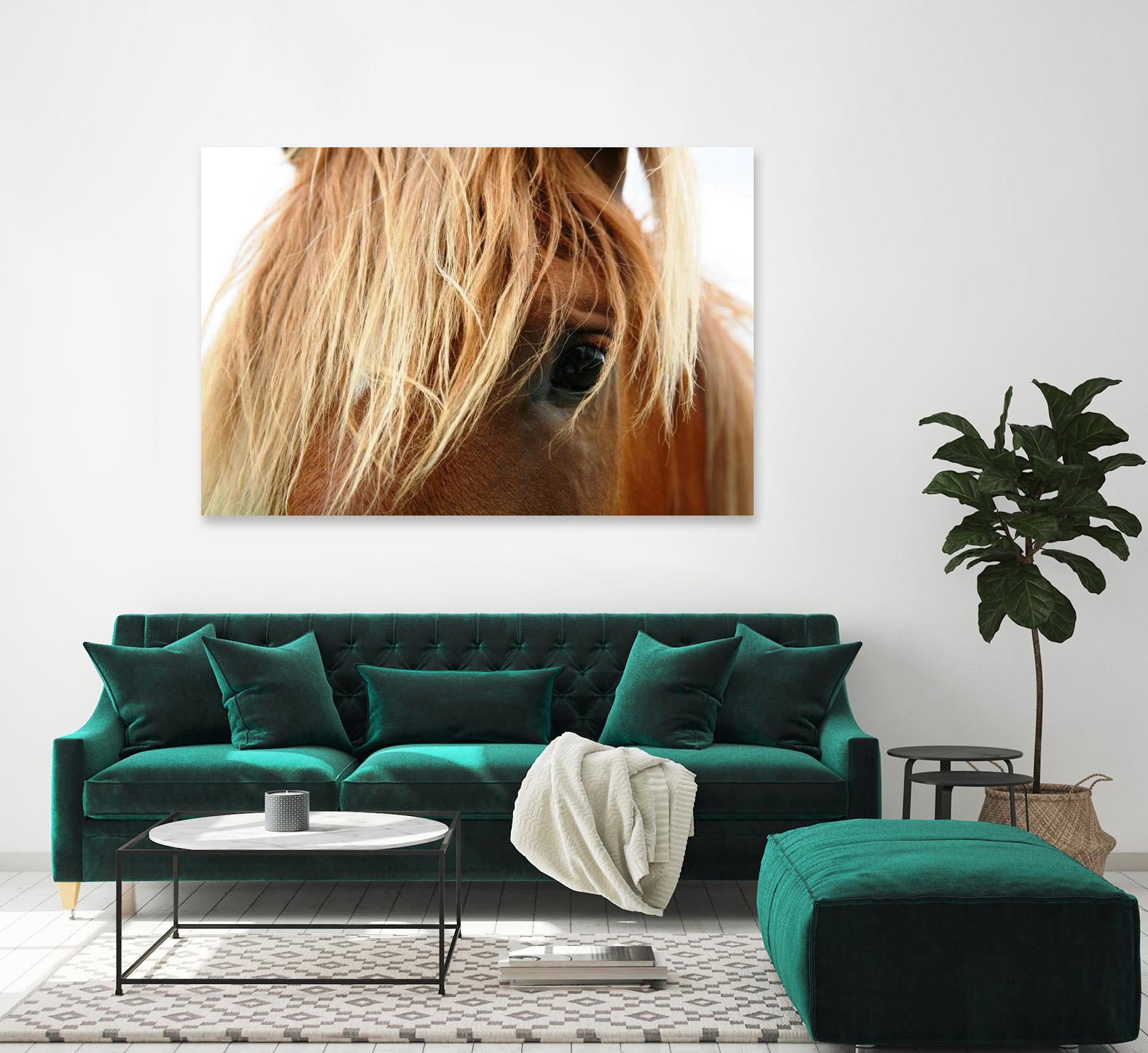 Horsey by Pexels on GIANT ART - white animals